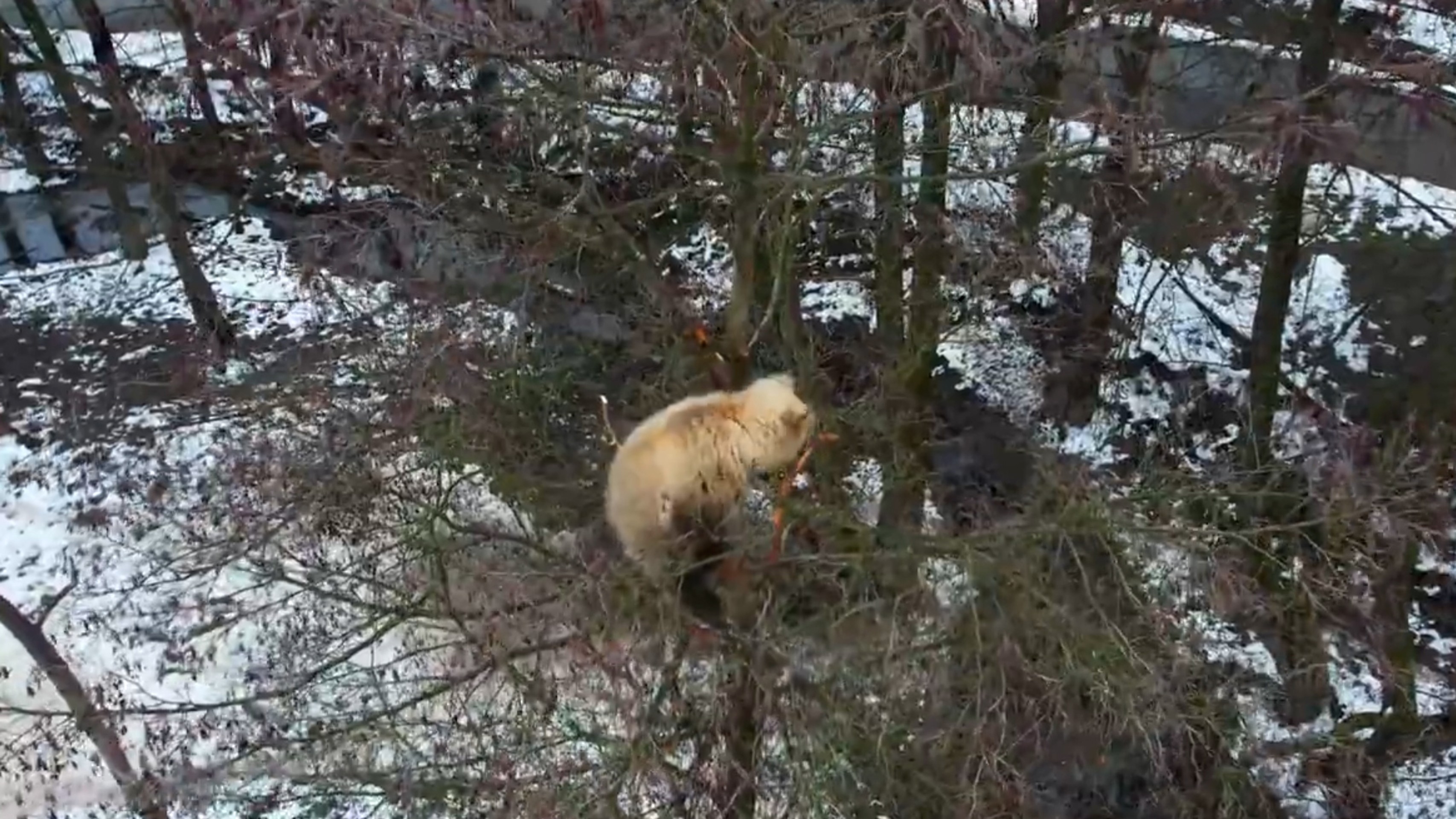 Medvieďa uviazlo na strome.