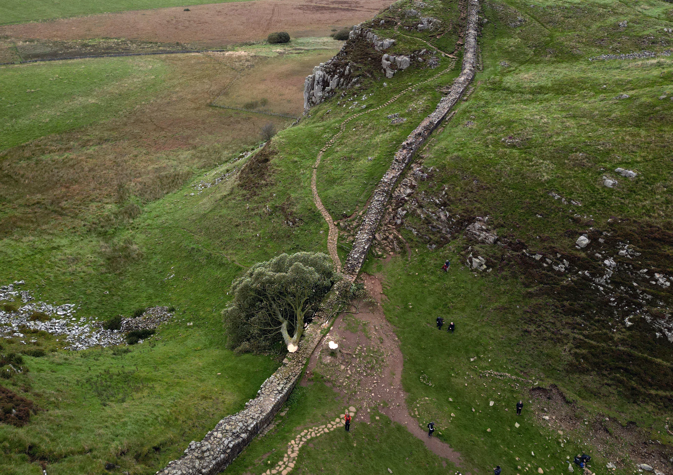 udia sa pozerajú na takmer 200-ročný javor horský, ktorý zoťal 16-ročný mladík na mieste zvanom Sycamore Gap.