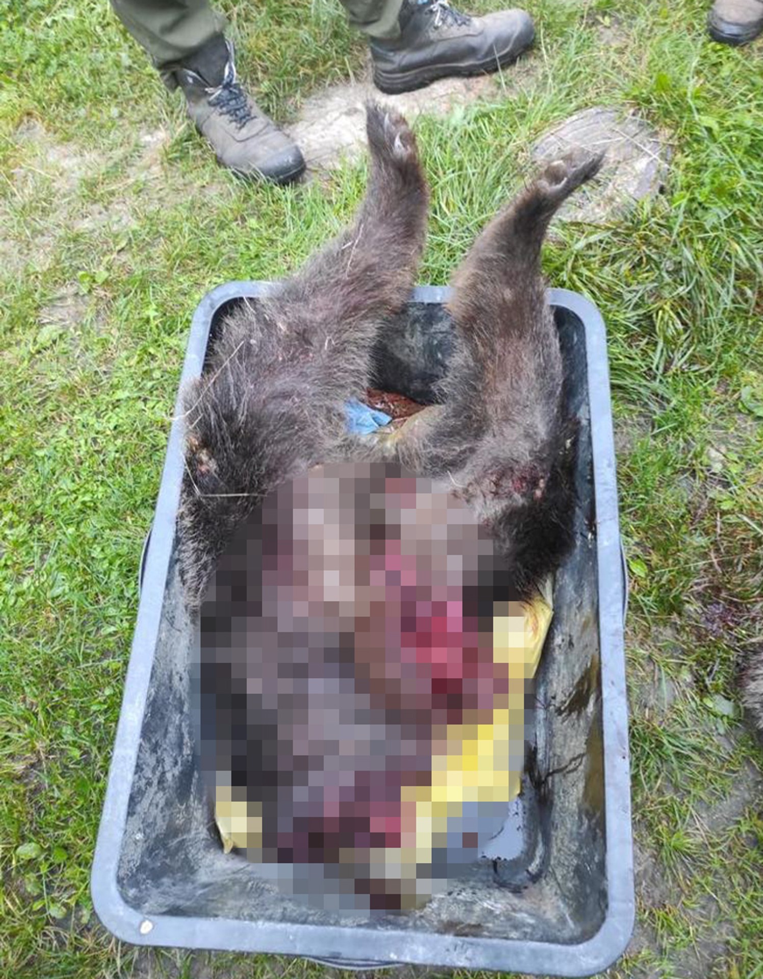 Medveďa zrazilo auto.