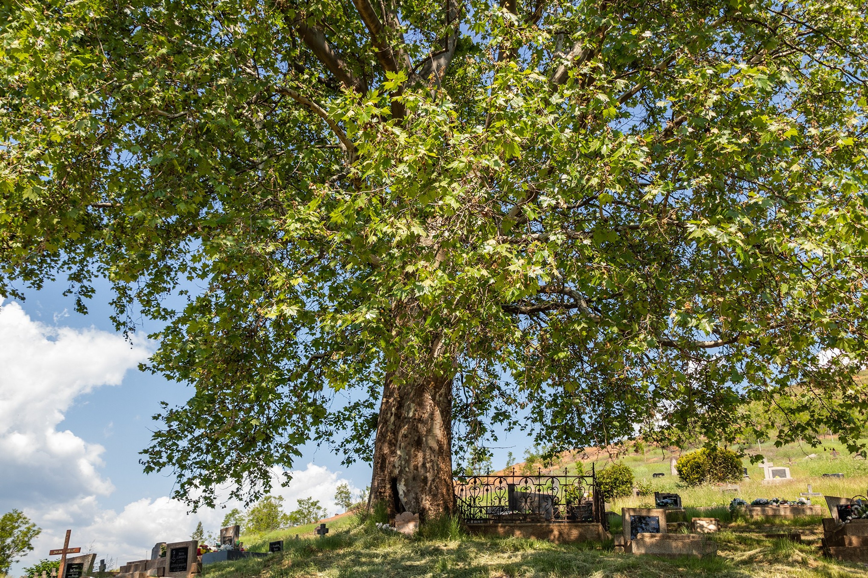Platan javorolistý 180 rokov Mestský cintorín v Jelšave, okres Revúca