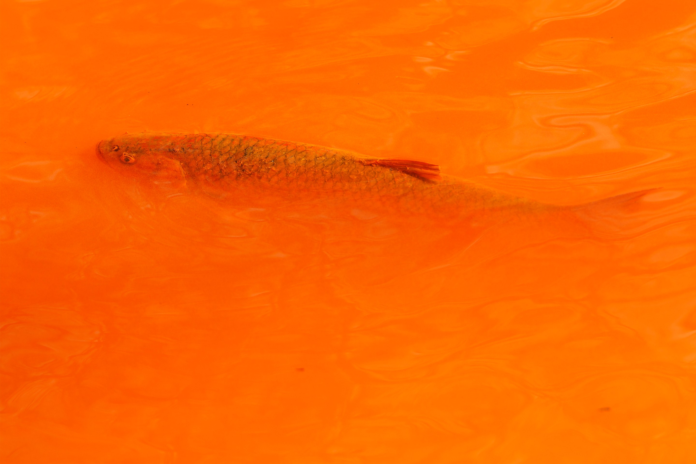 Na snímke jalec hlavatý v znečistenej rieke Slaná v katastri obce Betliar, lokalita Nižná Maša. Betliar 17. marca 2022.