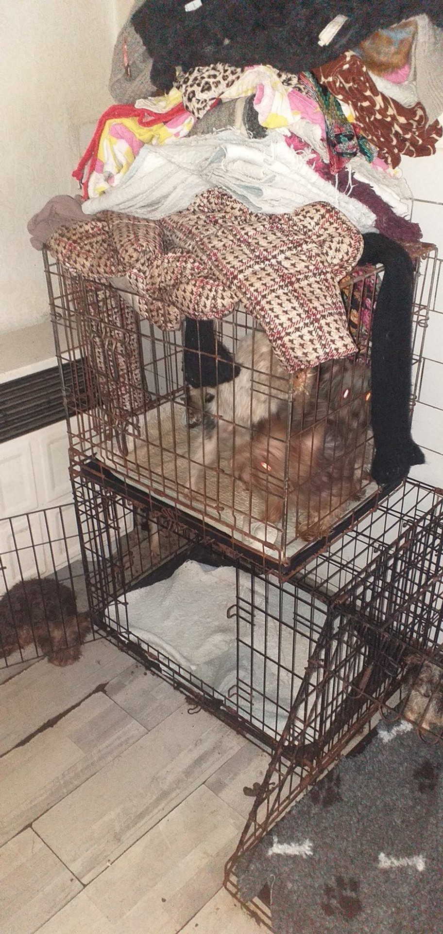 Psov držala v katastrofálnych podmienkach.