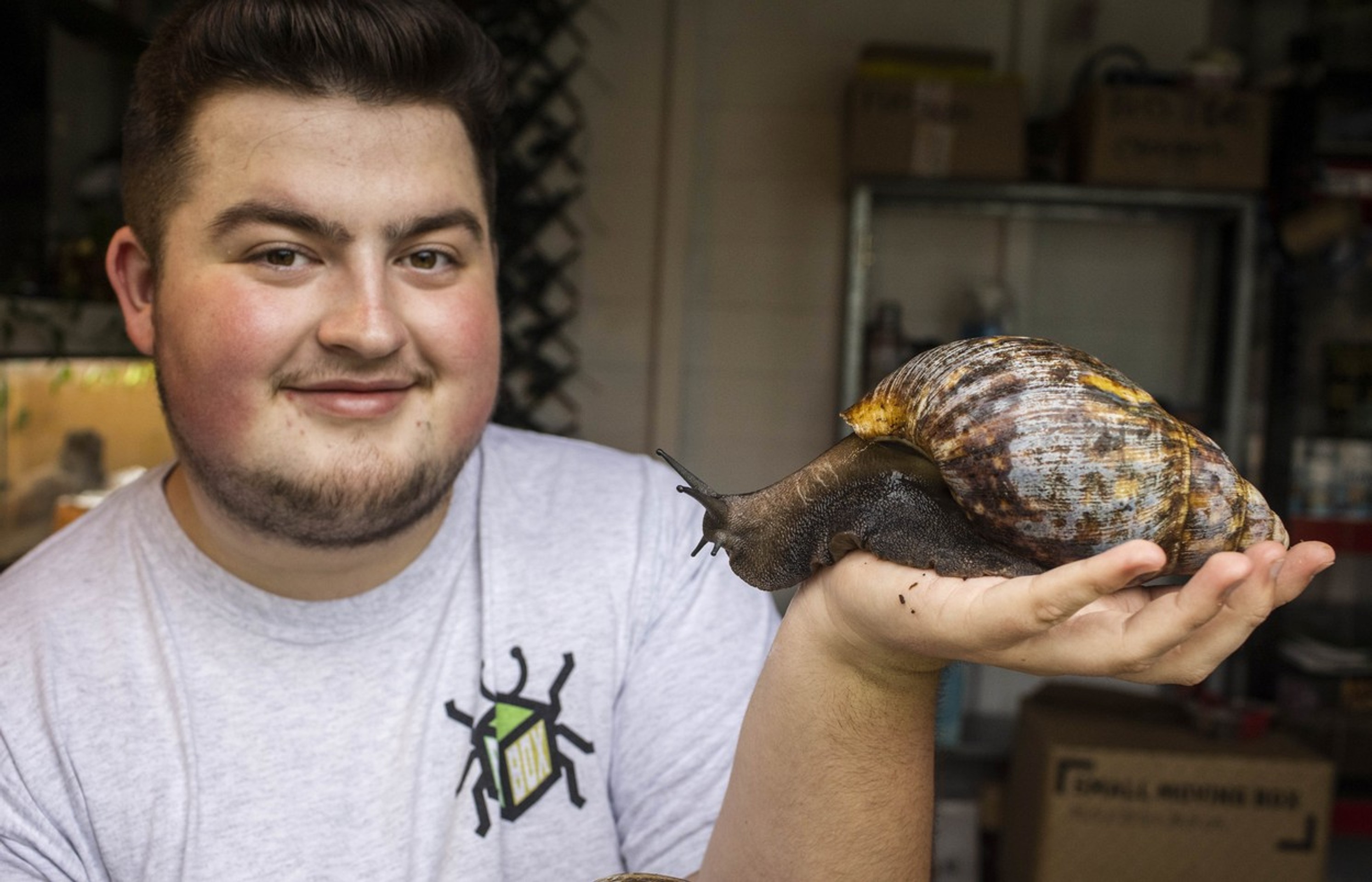 Oblovka žravá (Lissachatina Fulica)