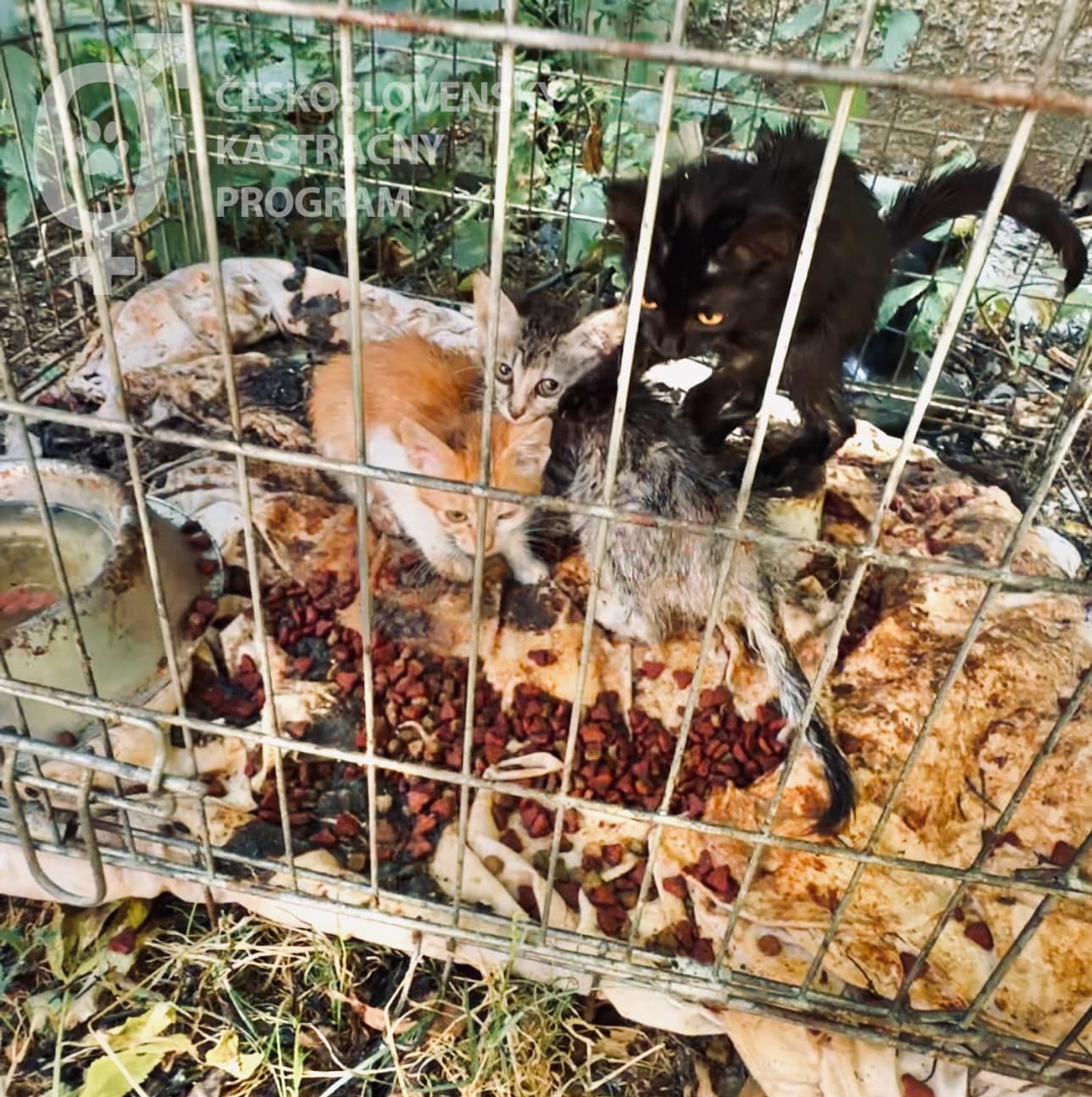 Zvieratá žili v otrasných podmienkach