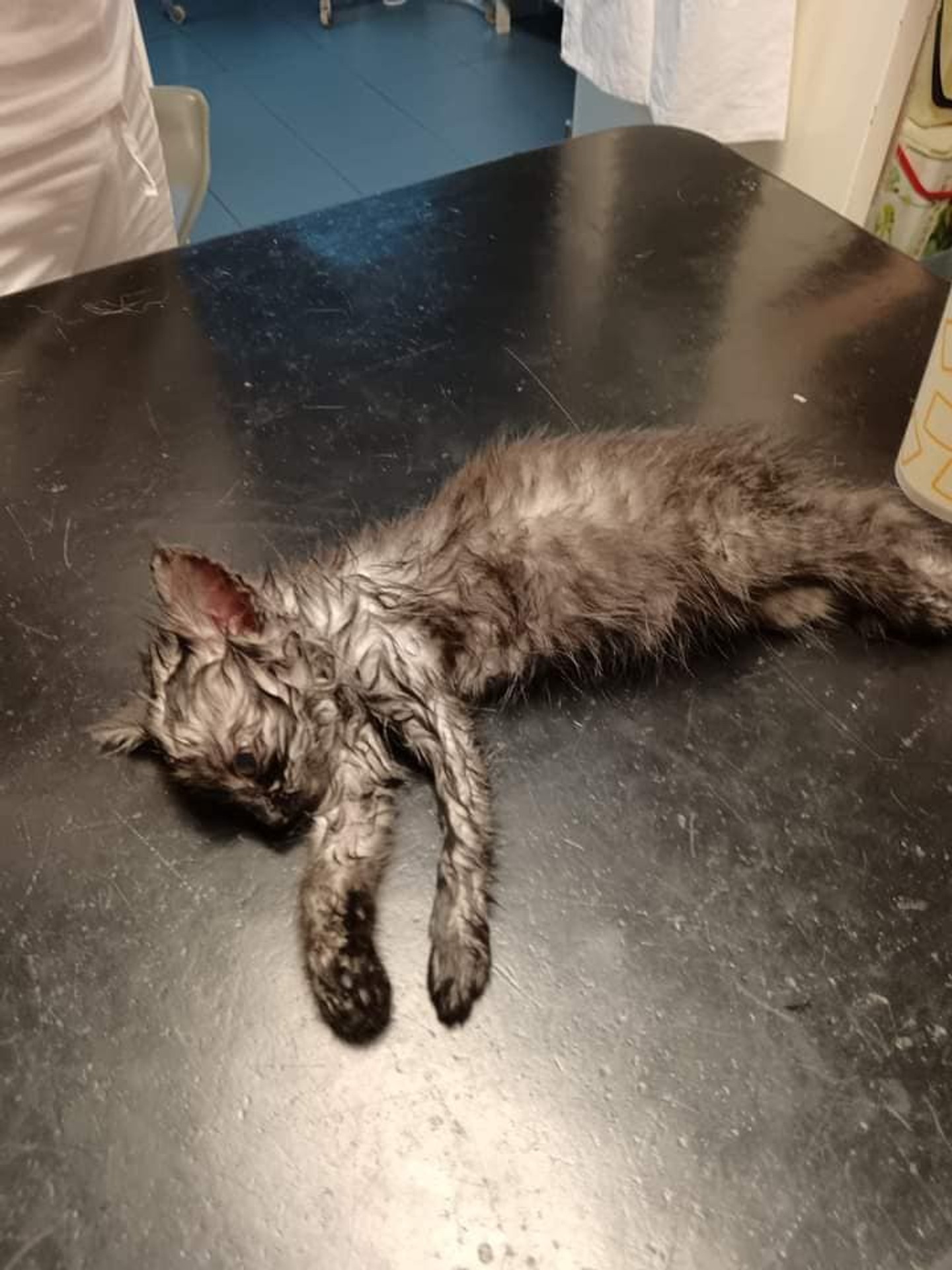 Mačiatko sa uvarilo pod kapotou auta.