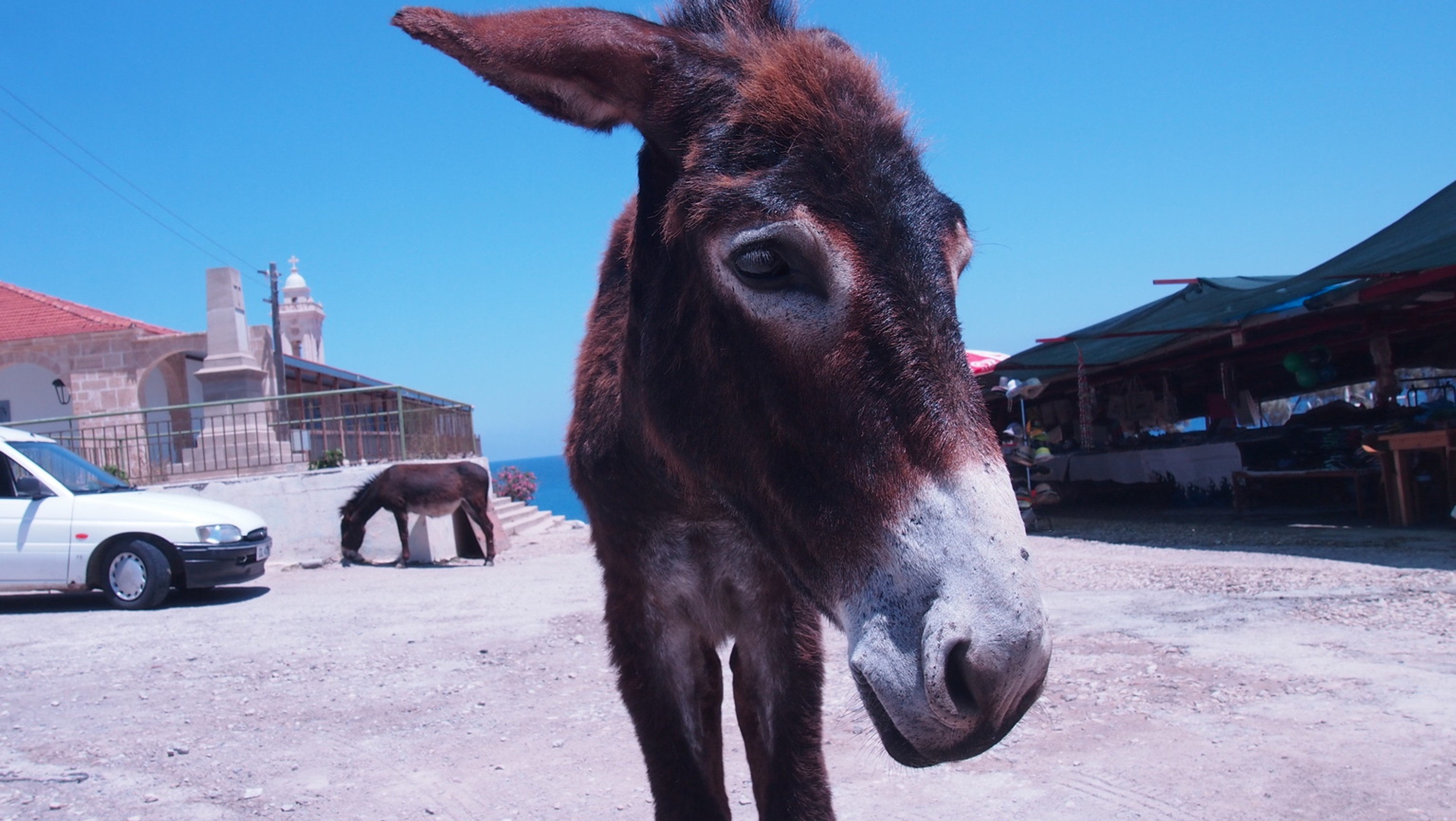 Aj na Cypre sú somárikovia. 