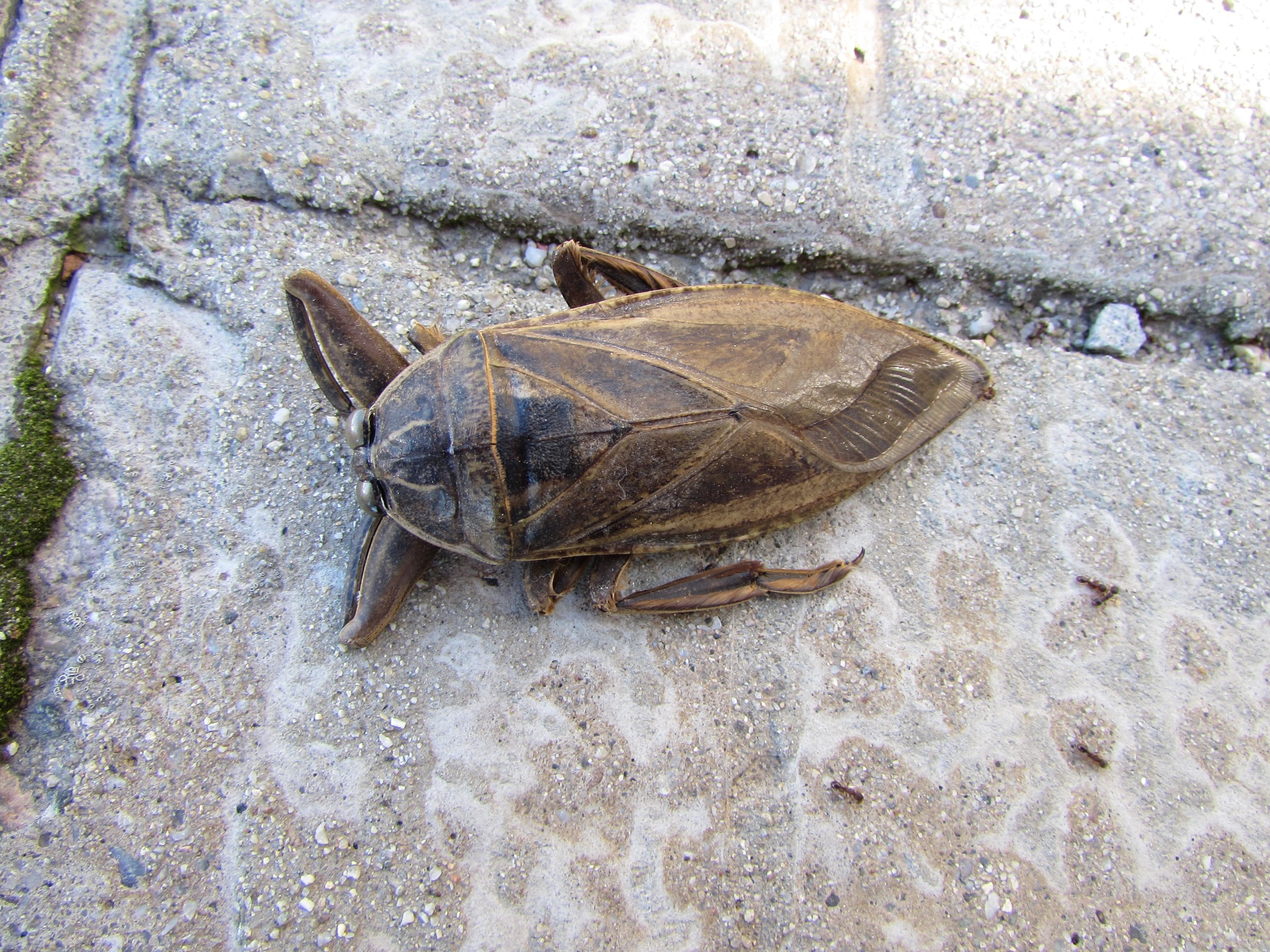 Belostóma veľká (lat. Lethocerus patruelis)