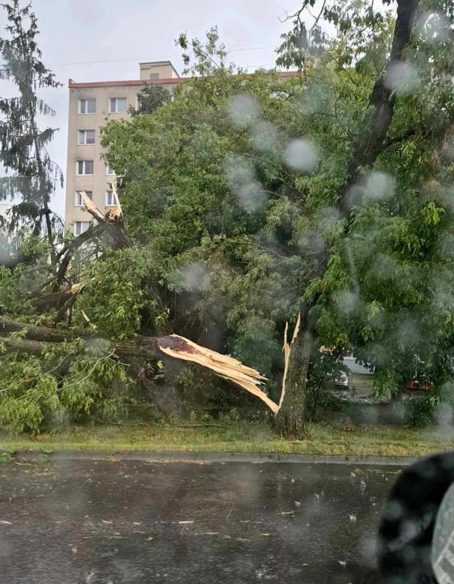 Padnutý strom vo Zvolene