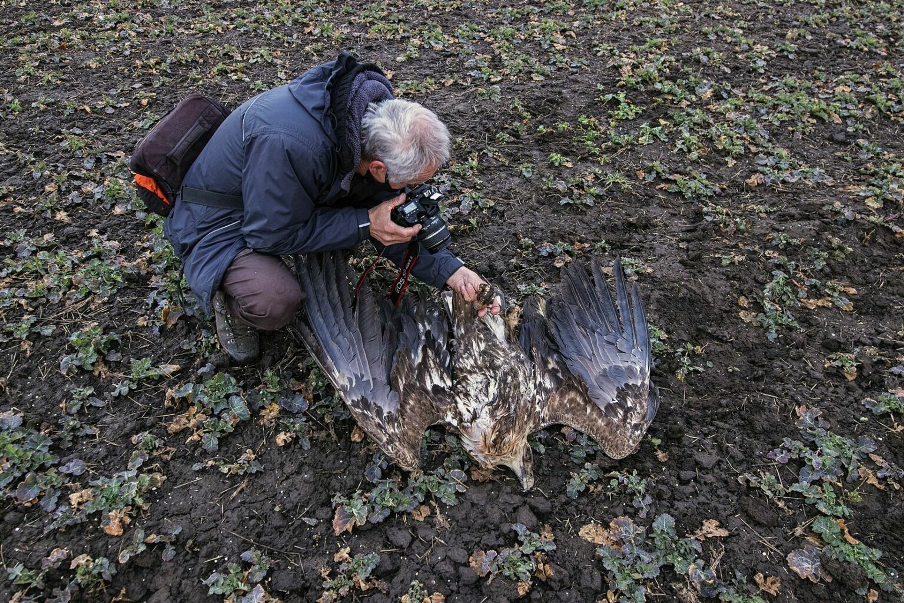 Uhynutý dravec pri Holíči.