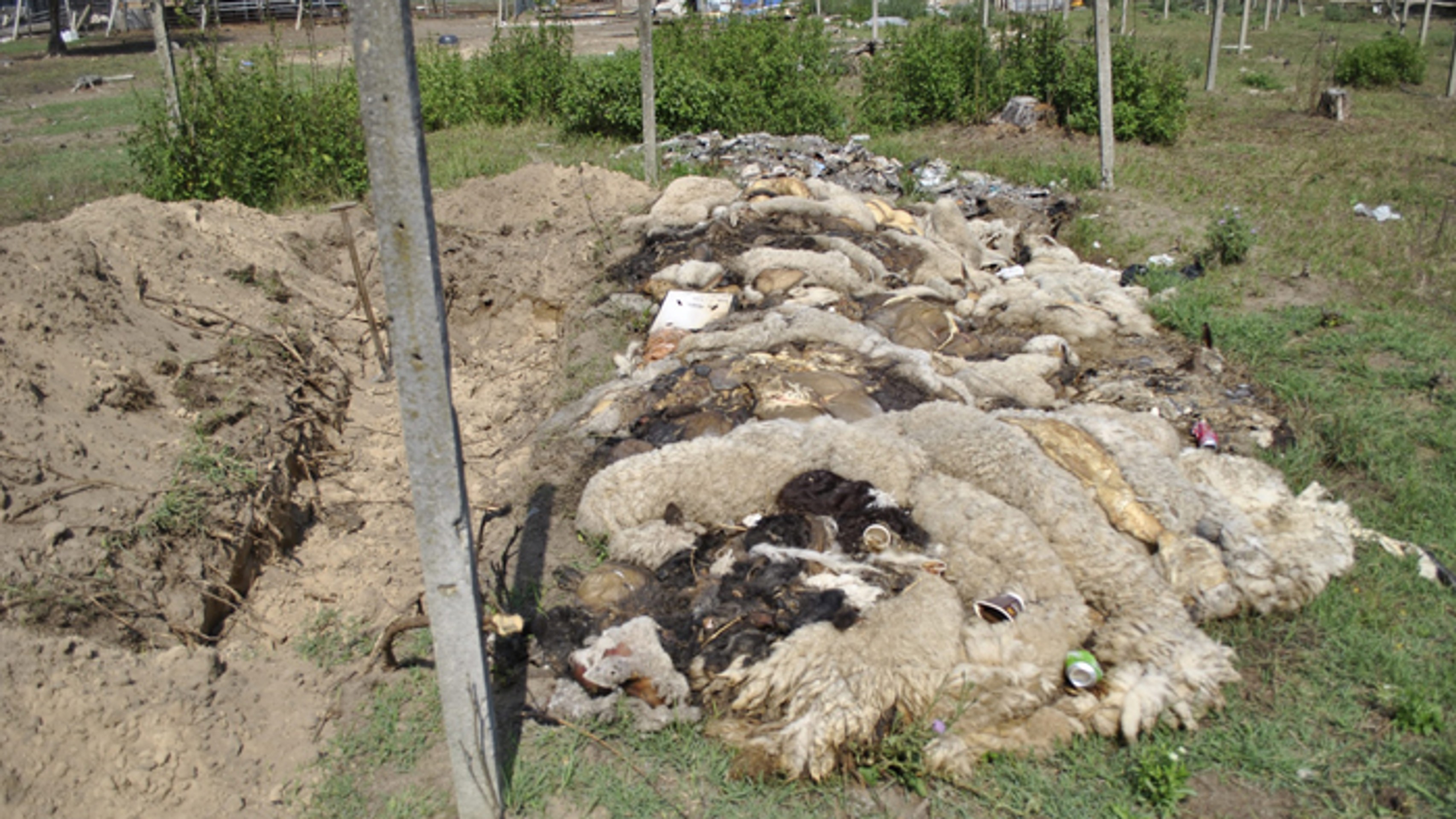Cintorín uhynutého dobytka.