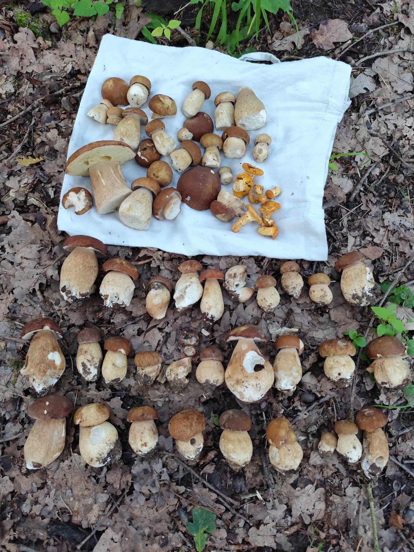 Stano Hanus už tiež nachádza dubáky v oblasti Prievidze.