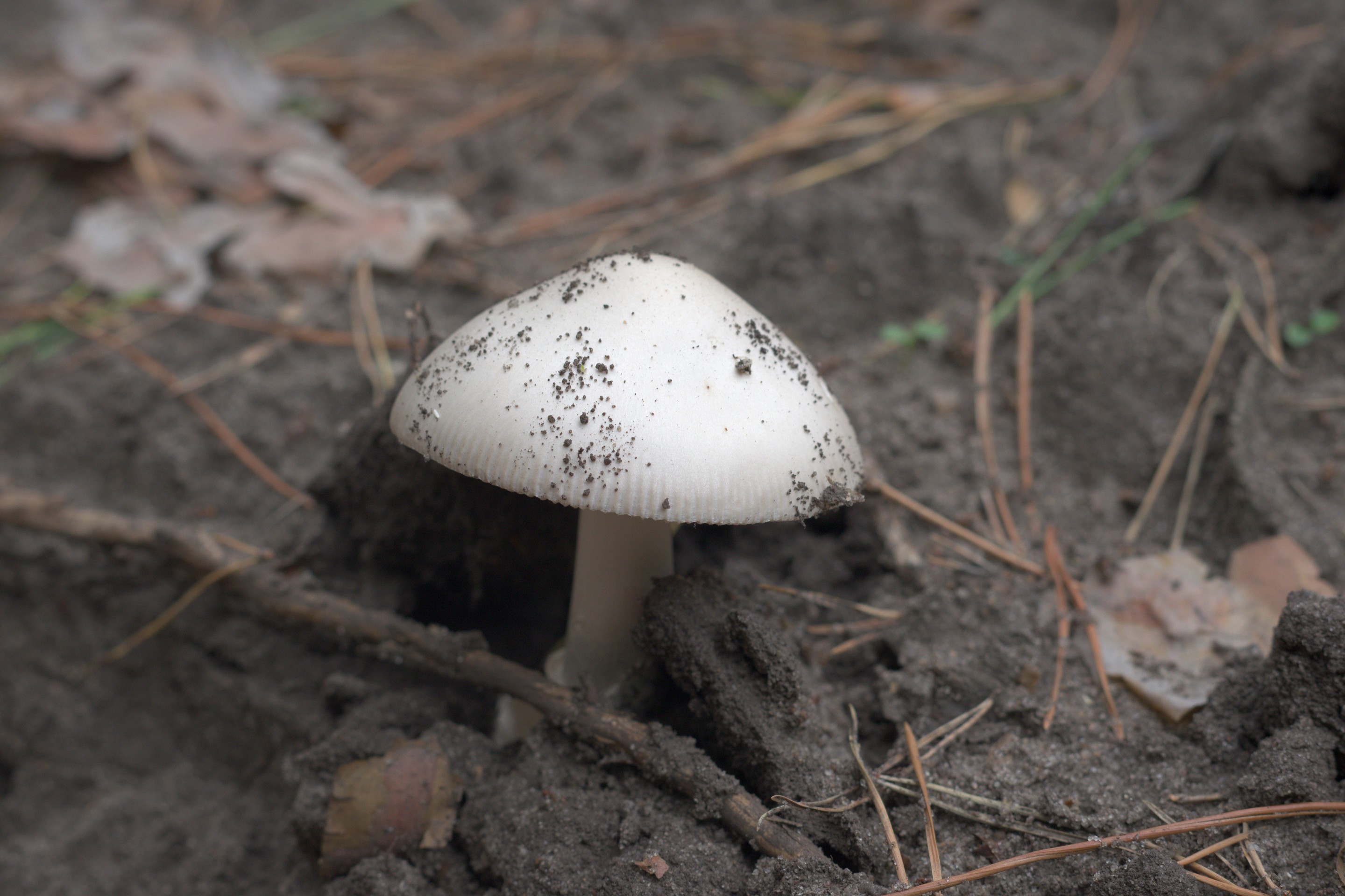 Muchotrávka snežná.