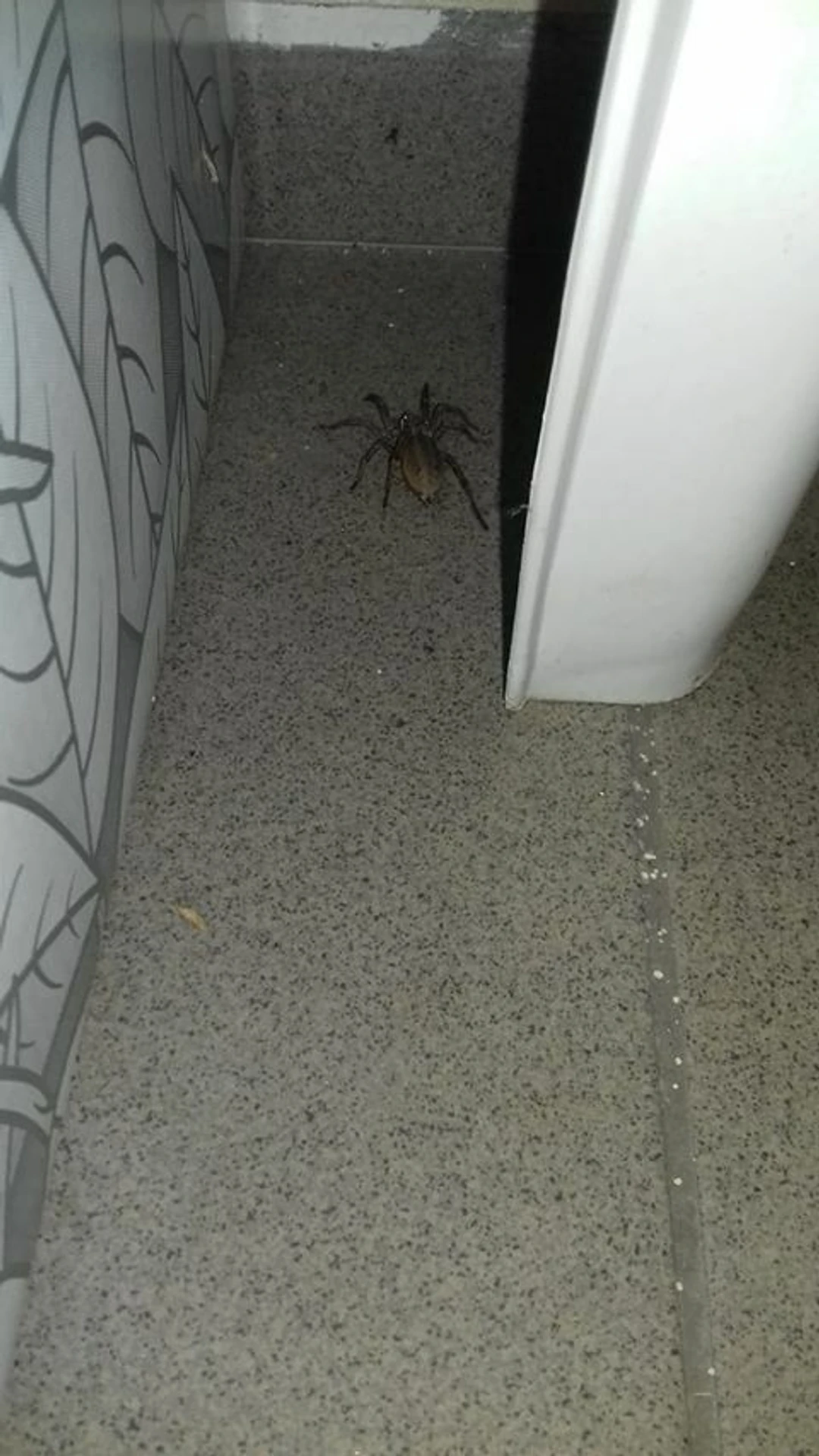 Samica strehúňa južného - Hogna radiata.