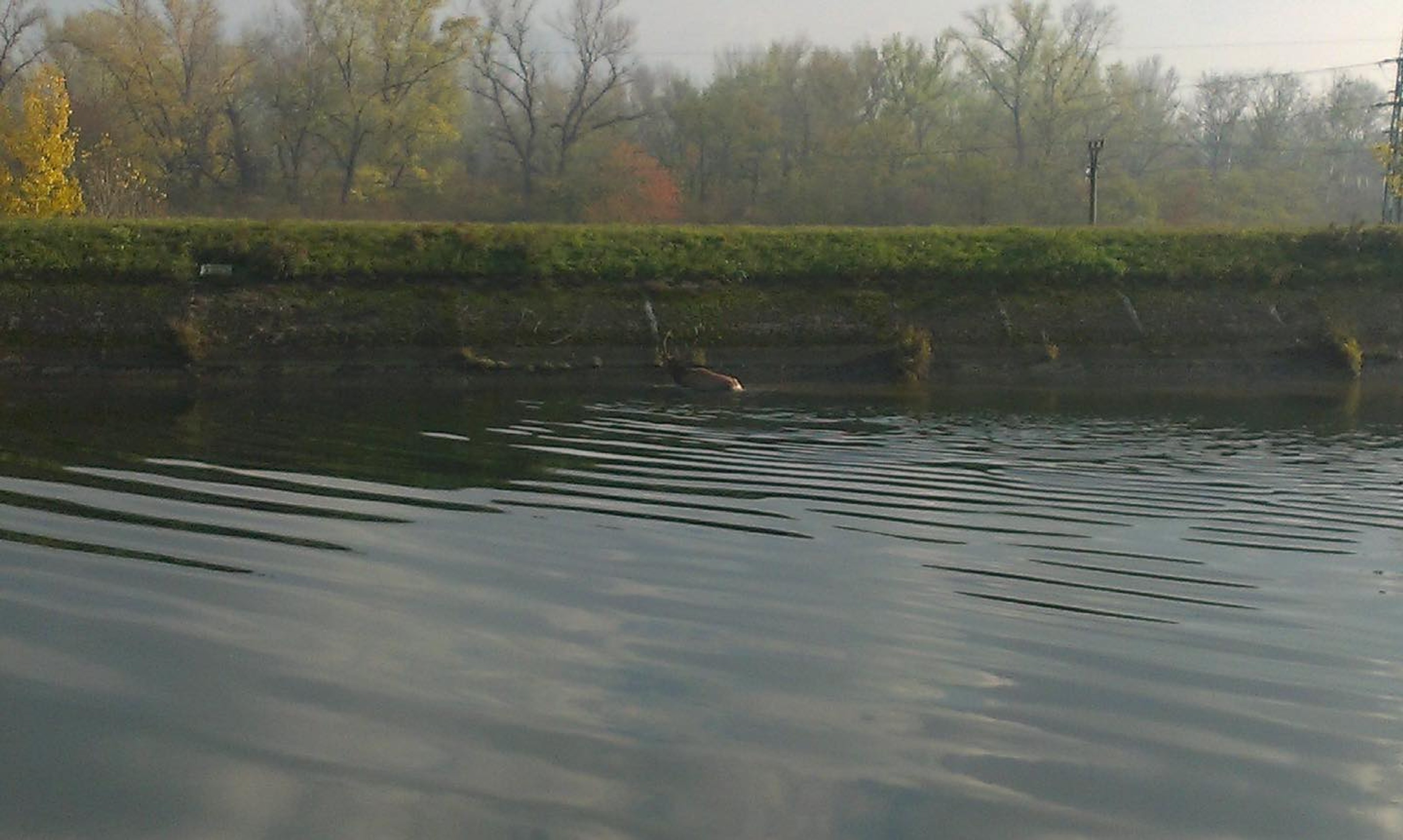 Hasiči zachránili majestátne zviera uviaznuté v rieke