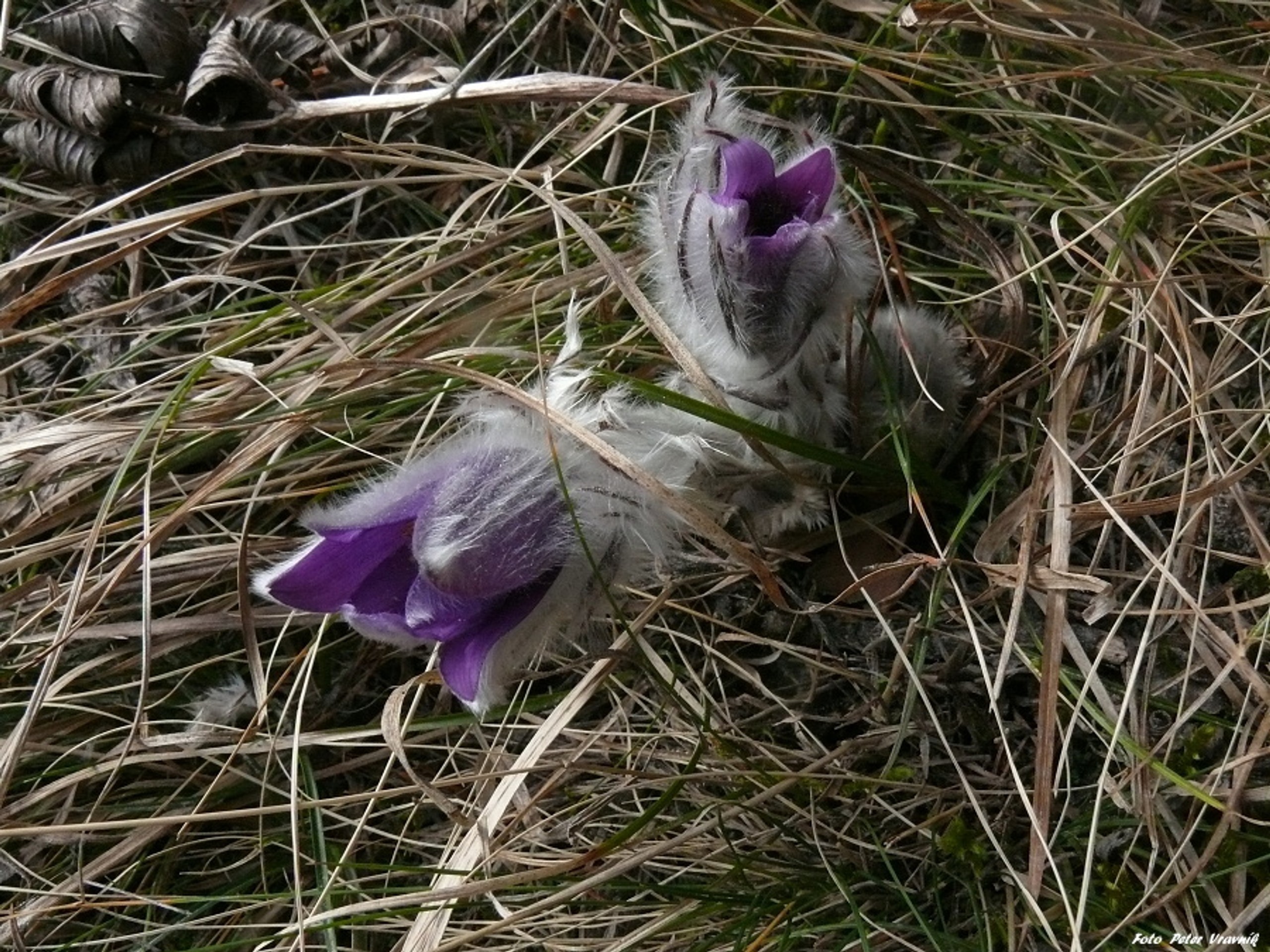 Poniklece pod Tatrami.
