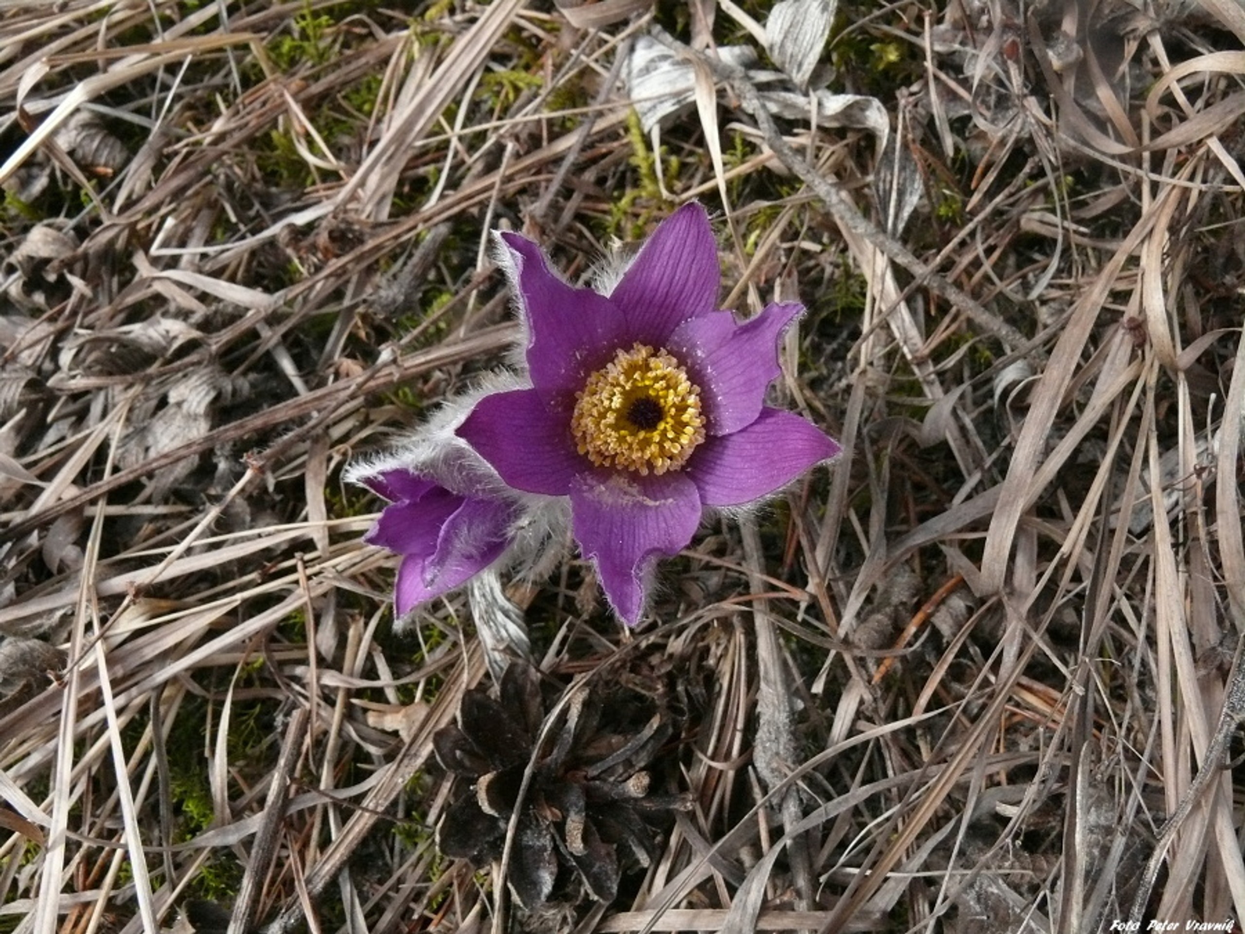 Poniklece pod Tatrami.