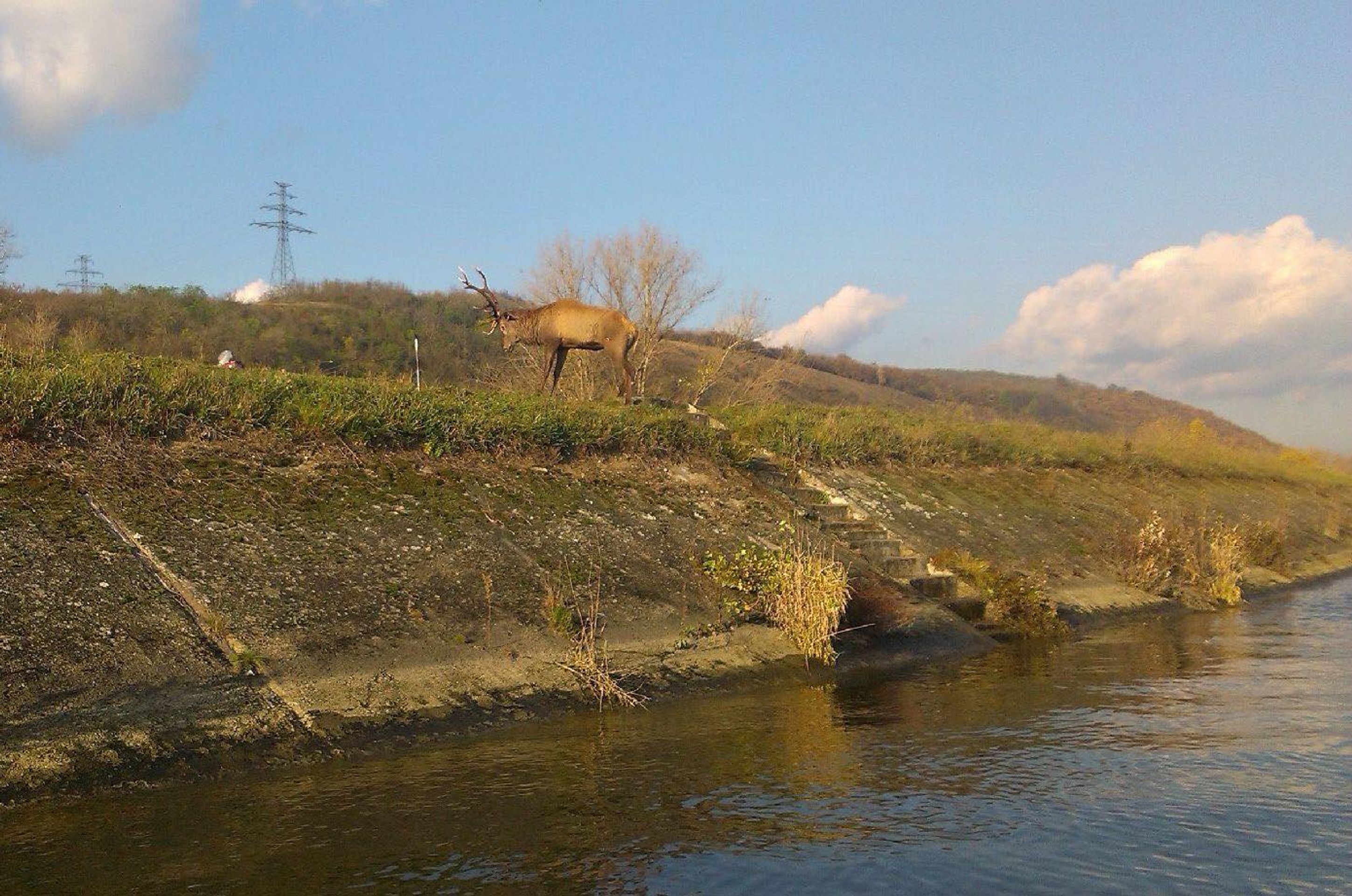 Hasiči zachránili majestátne zviera uviaznuté v rieke