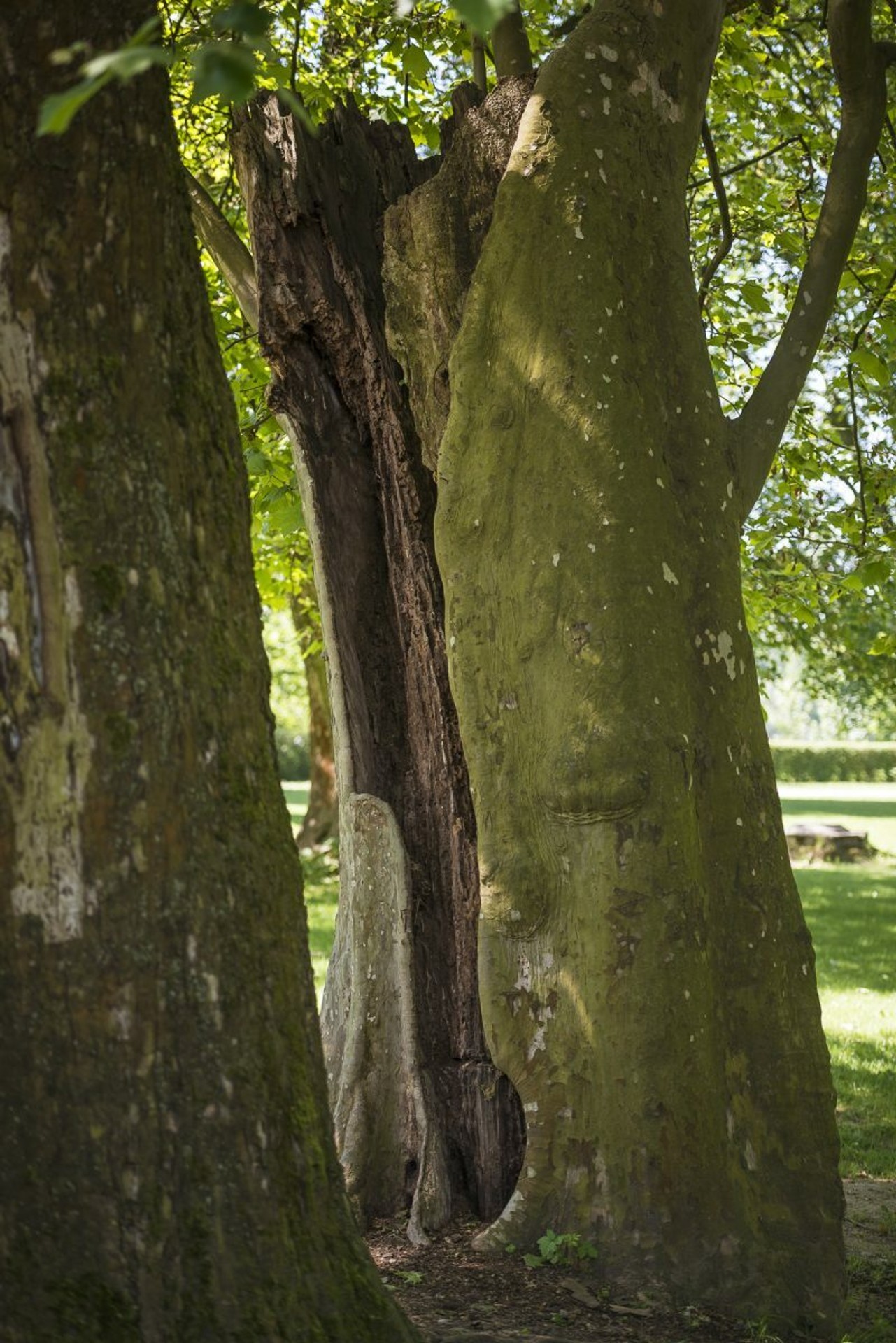 Strom má pri sebe chorého brata.