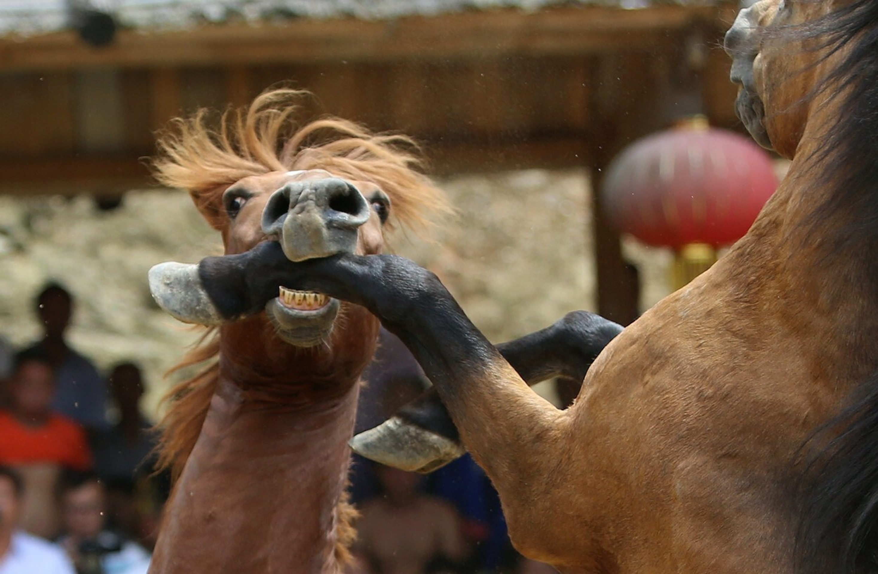 Kone sa hryzú a kopú.