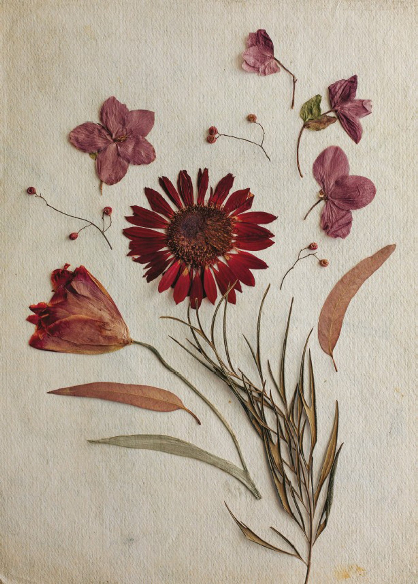 Z knihy Herbár od Miriam Latečkovej.