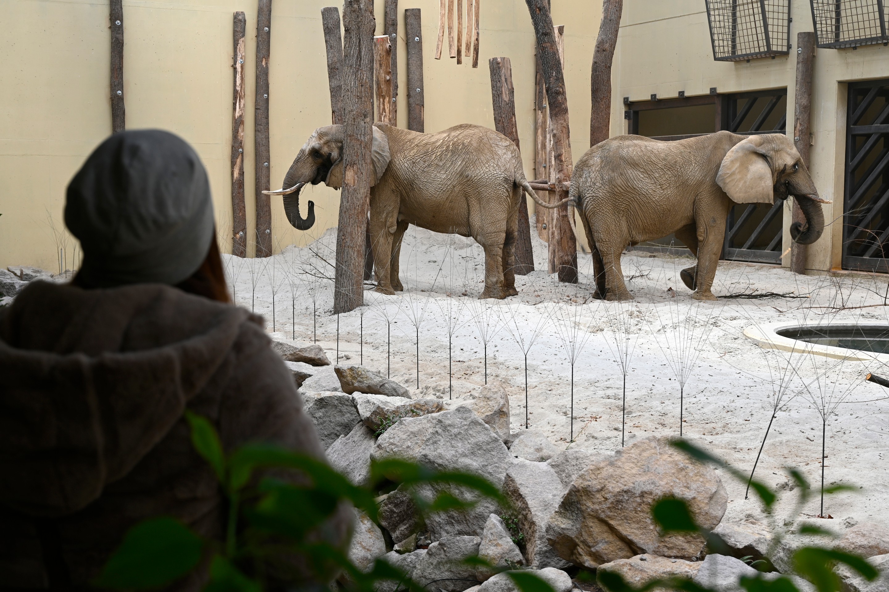 Slonice Maja a Gula v pavilóne slonov v ZOO Bojnice