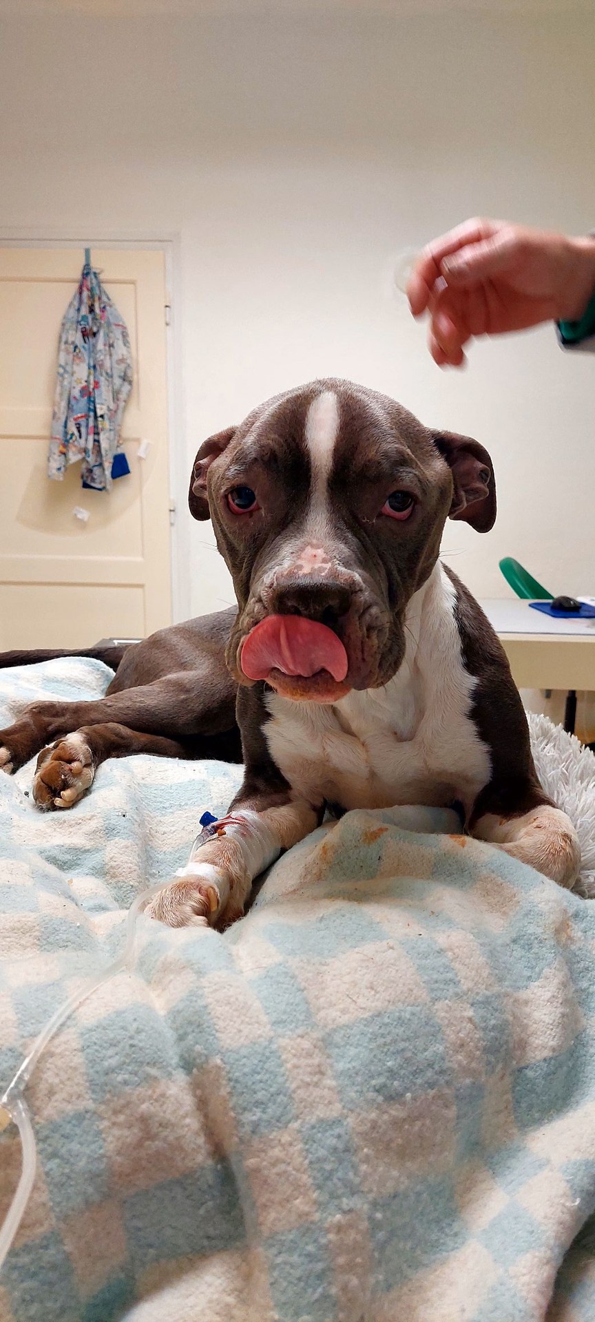 Psík momentálne už je v dobrých rukách. Musí zabojovať.