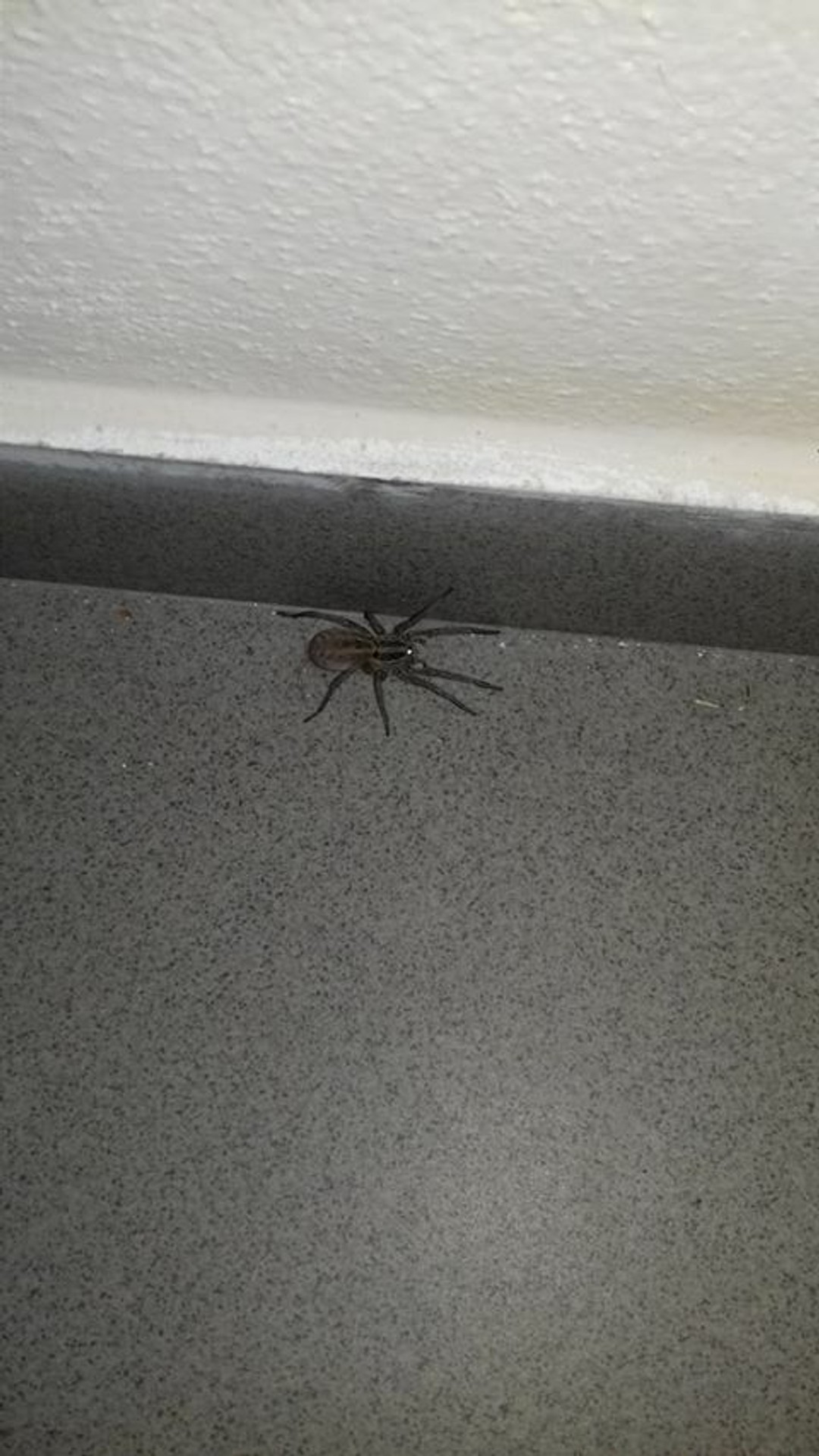 Samica strehúňa južného - Hogna radiata.