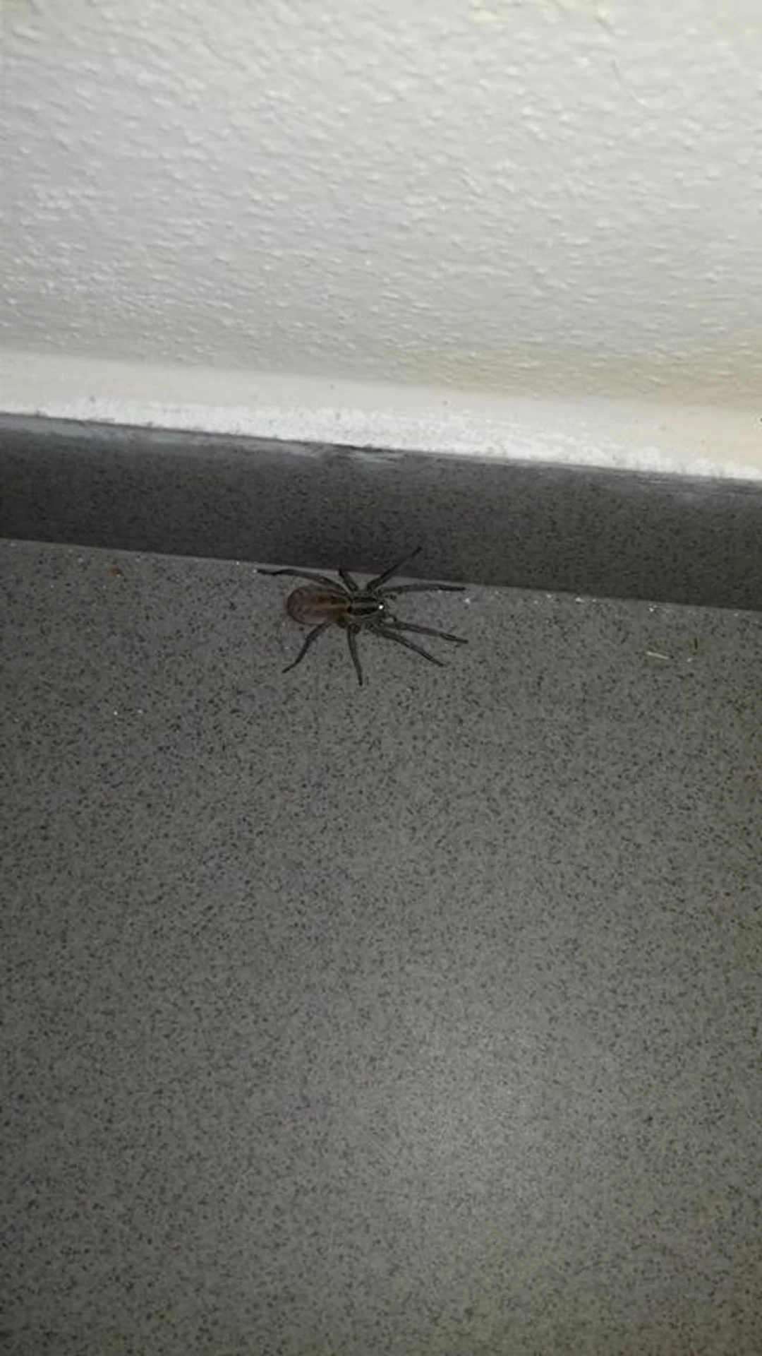 Samica strehúňa južného - Hogna radiata.