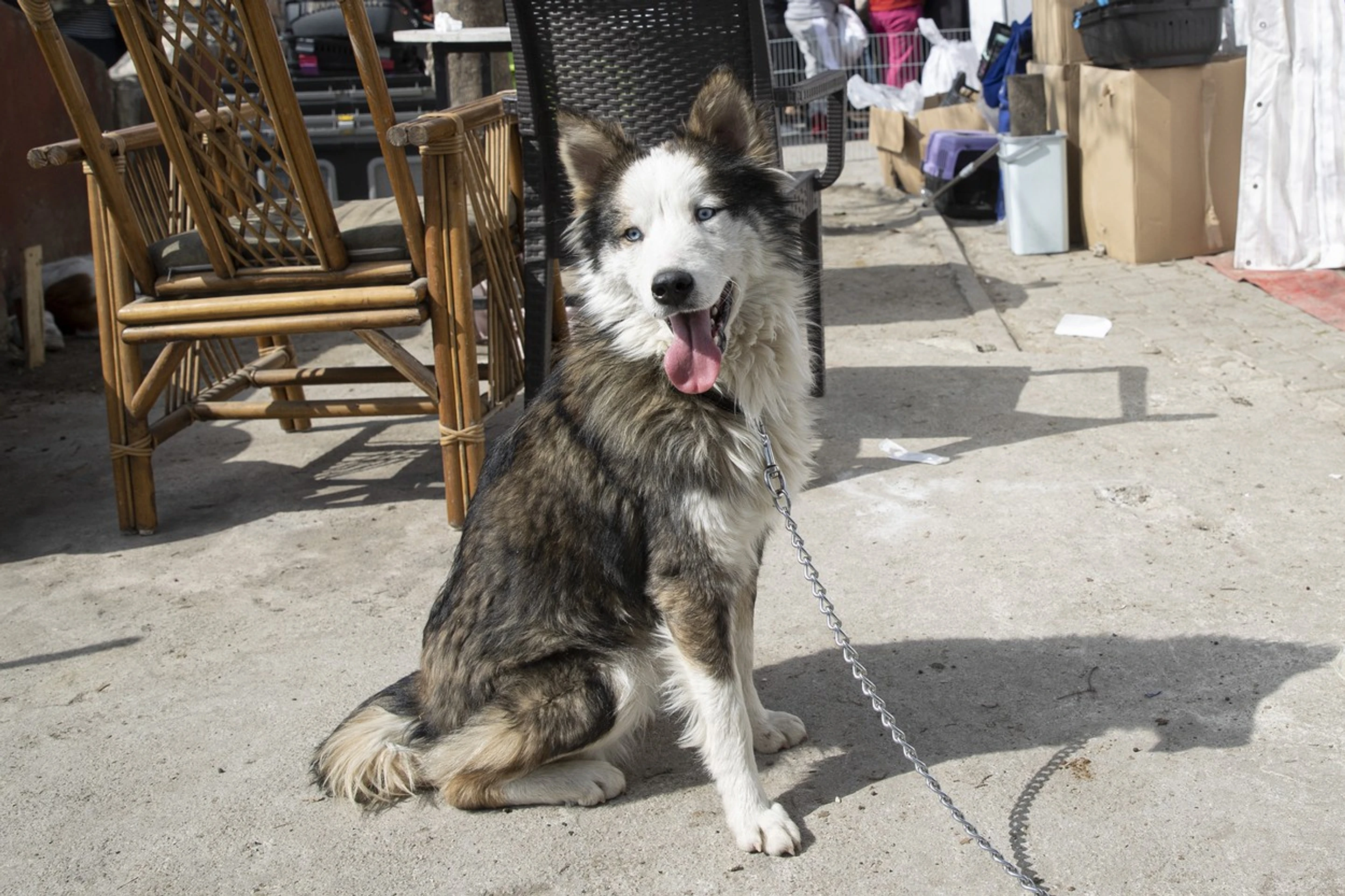 Sibírsky husky Aleks.