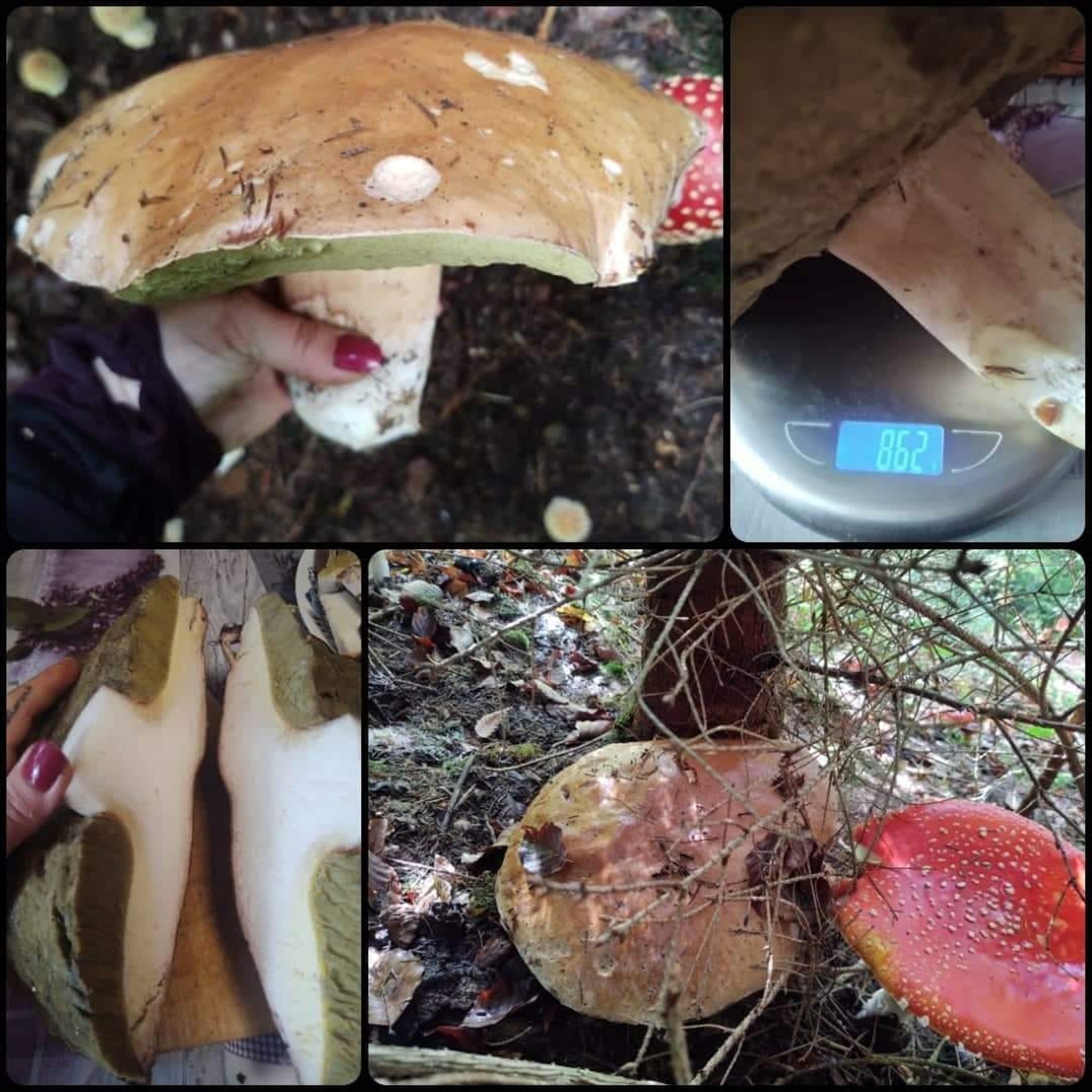 Kristína Babišová našla v Hornej Marikovej v považskobystrickom okrese tohto obra