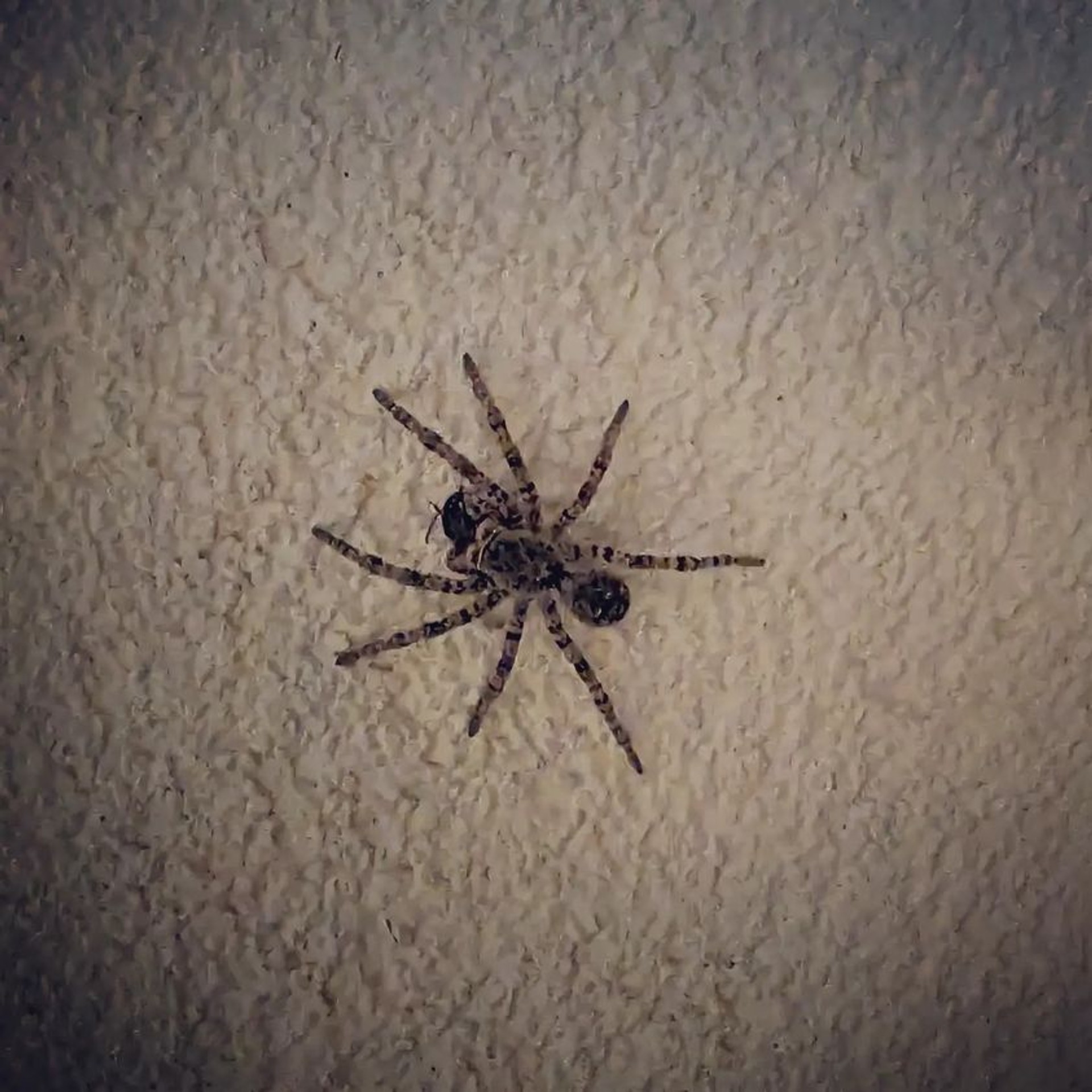 Strehúň škvrnitý