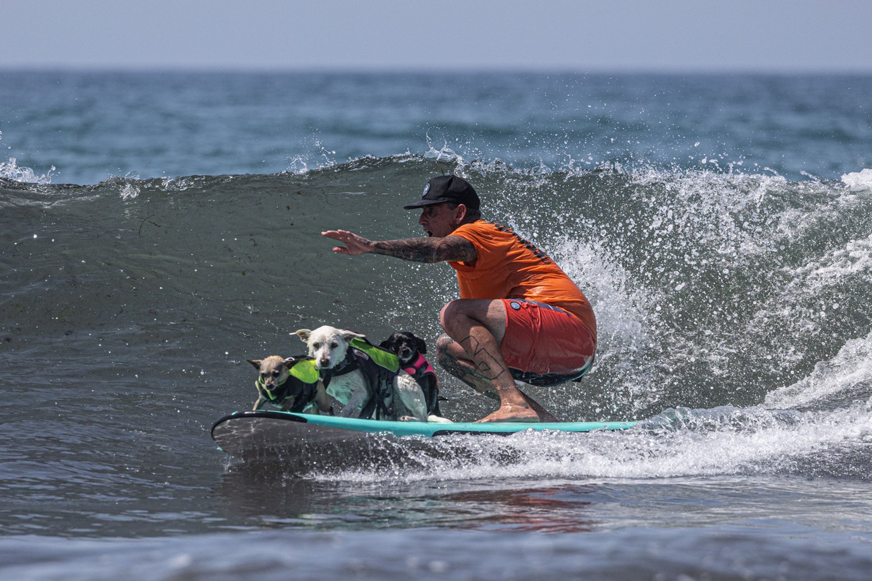 Surferské psie preteky.