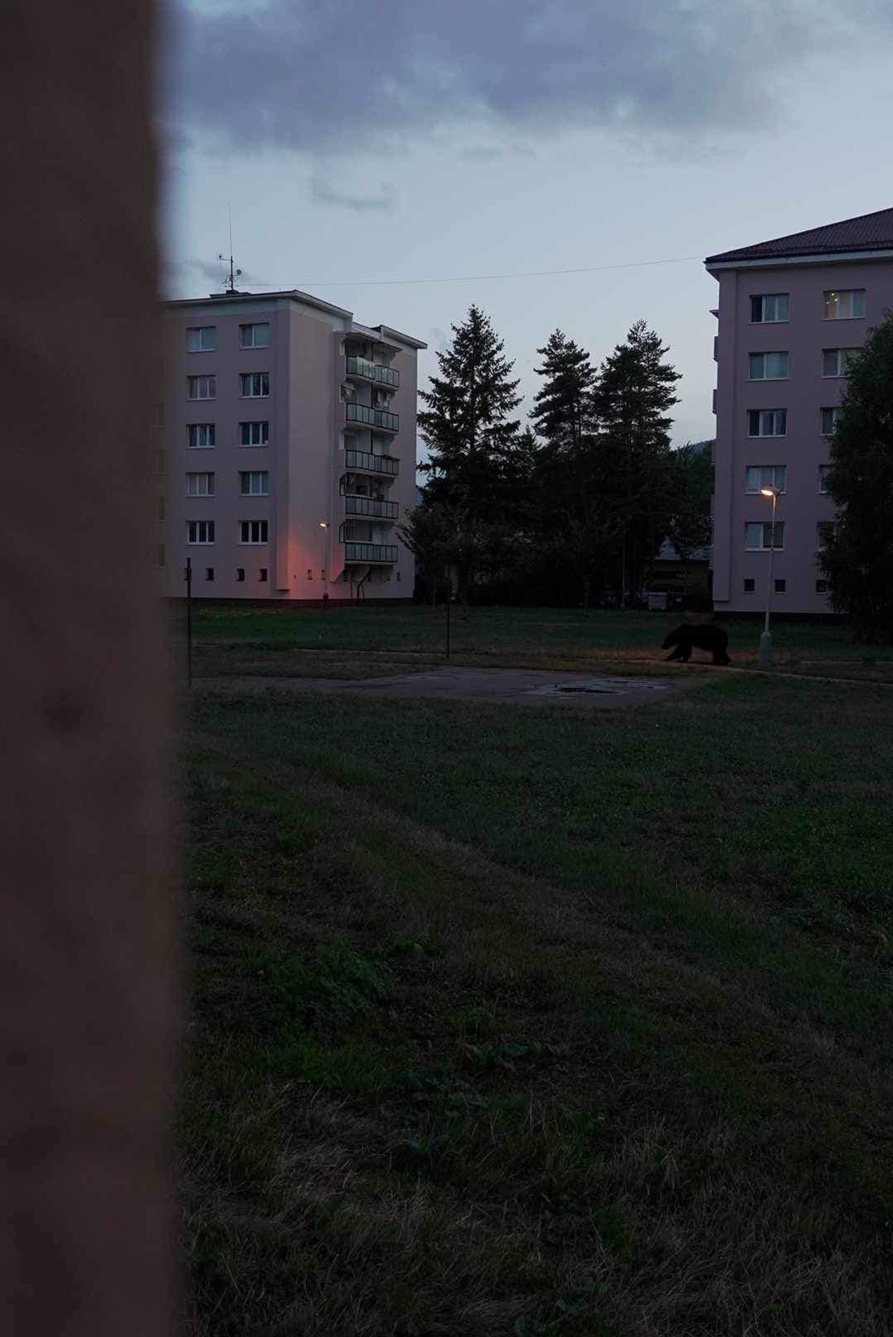 Fotomontáž medveďa medzi bytovkami