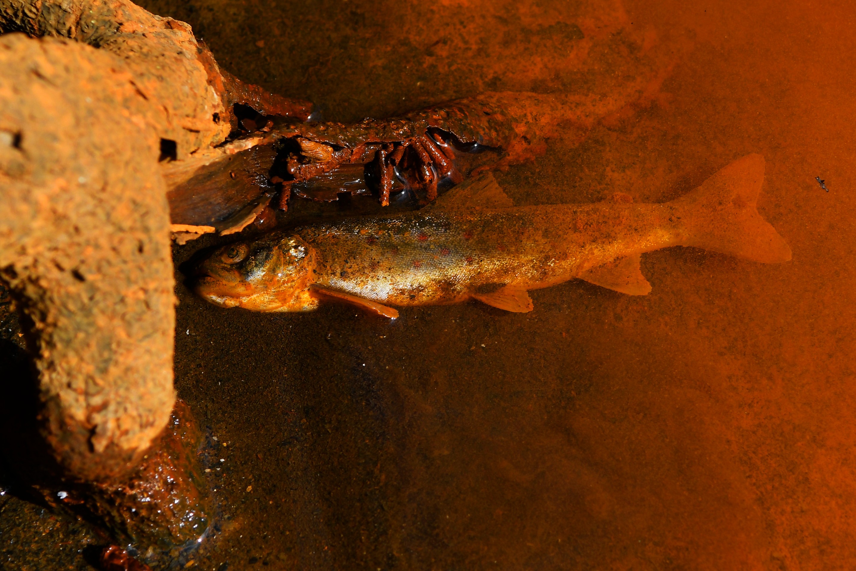 Na snímke uhynutý pstruh potočný v znečistenej rieke Slaná v katastri obce Betliar, lokalita Nižná Maša. Betliar 17. marca 2022.