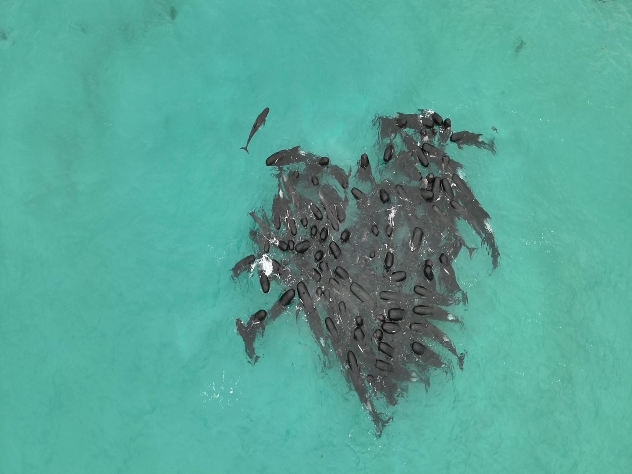 Nešťastie v Austrálii