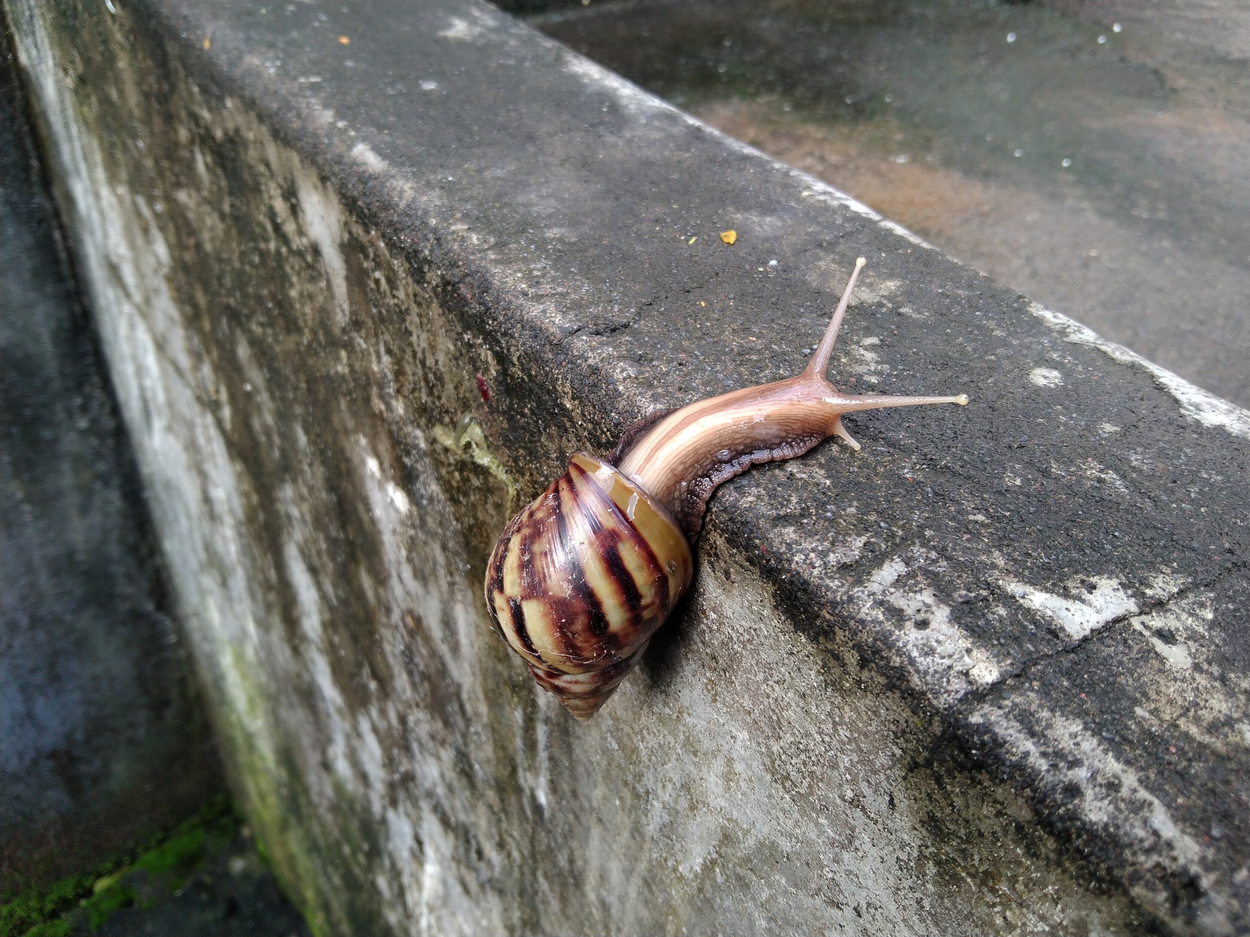 Oblovka žravá (Lissachatina Fulica)