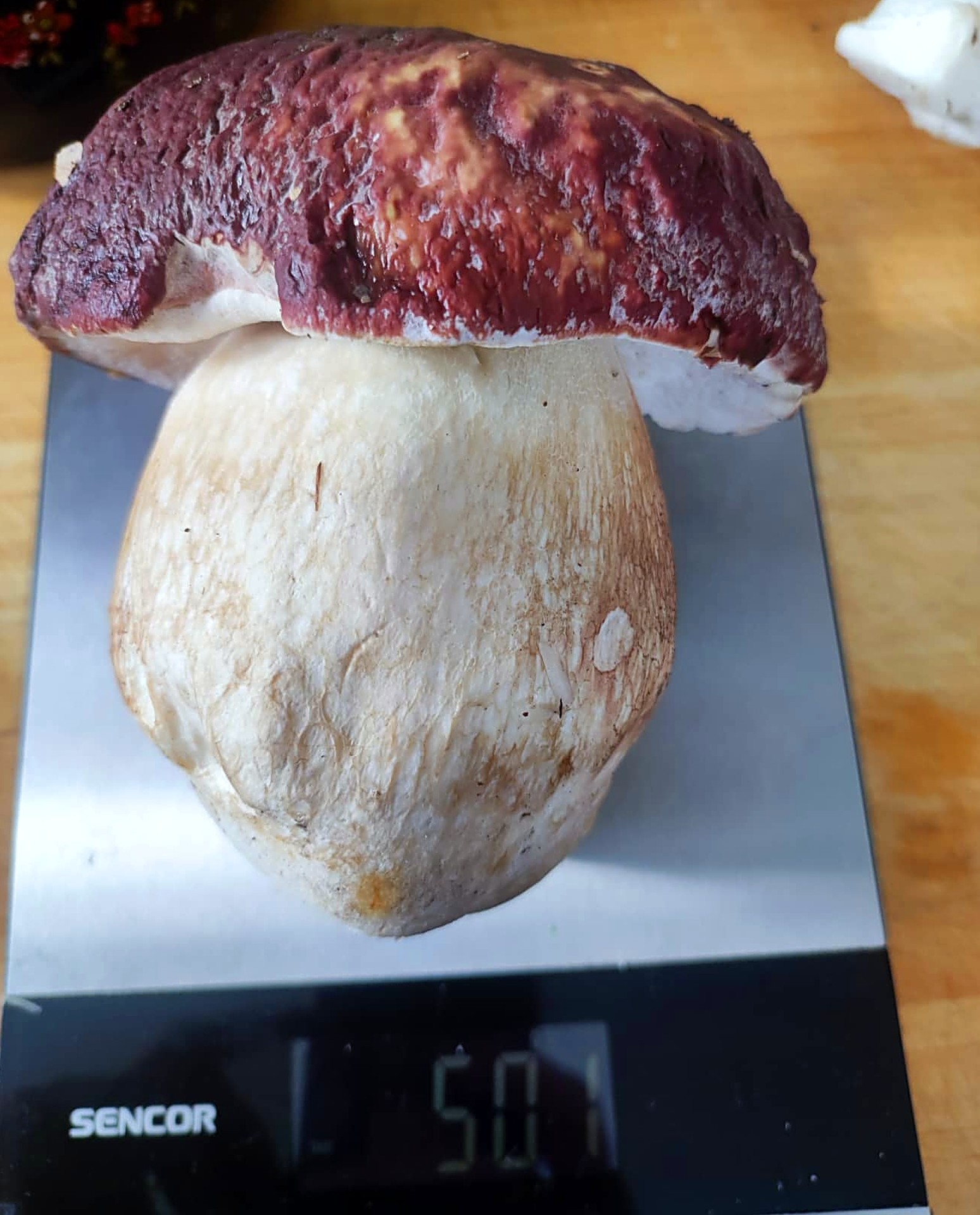 Krásny polkilogramový hríb dubový z Martina od Milana Košarišťana