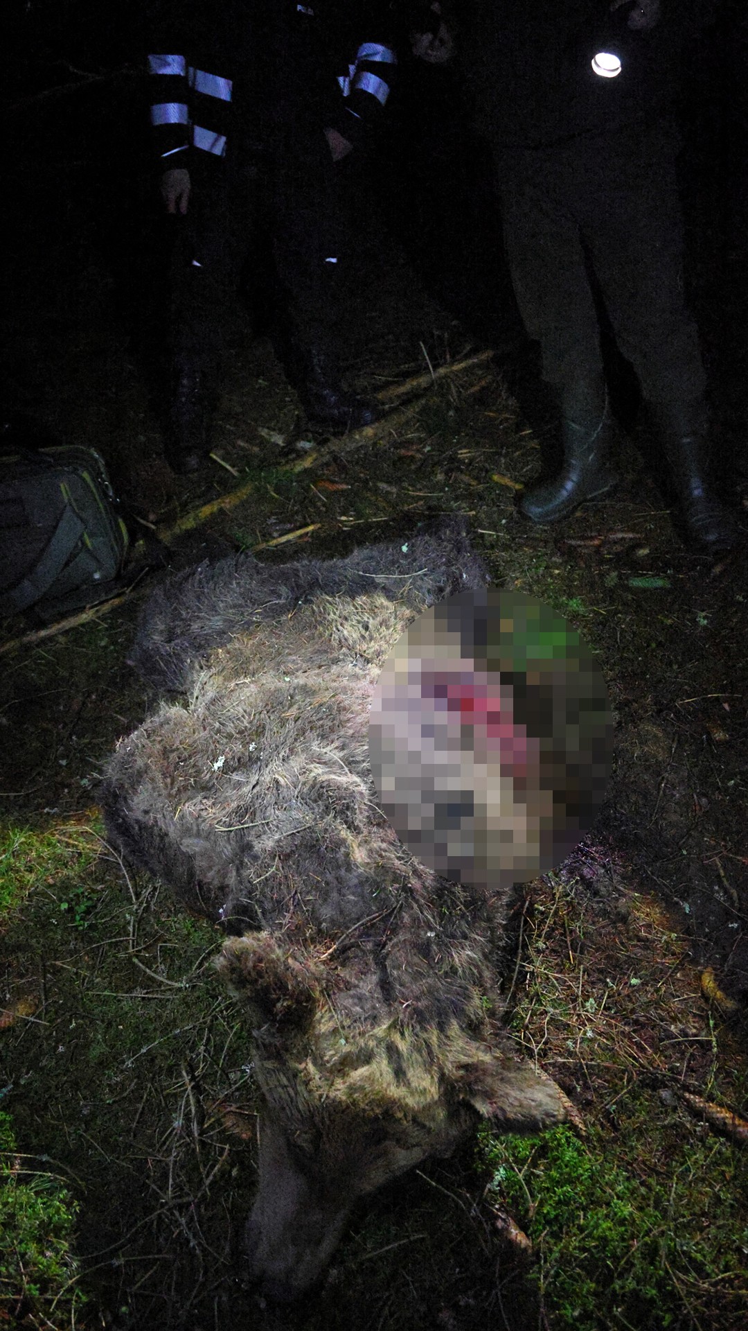 Zakrvavený medveď.