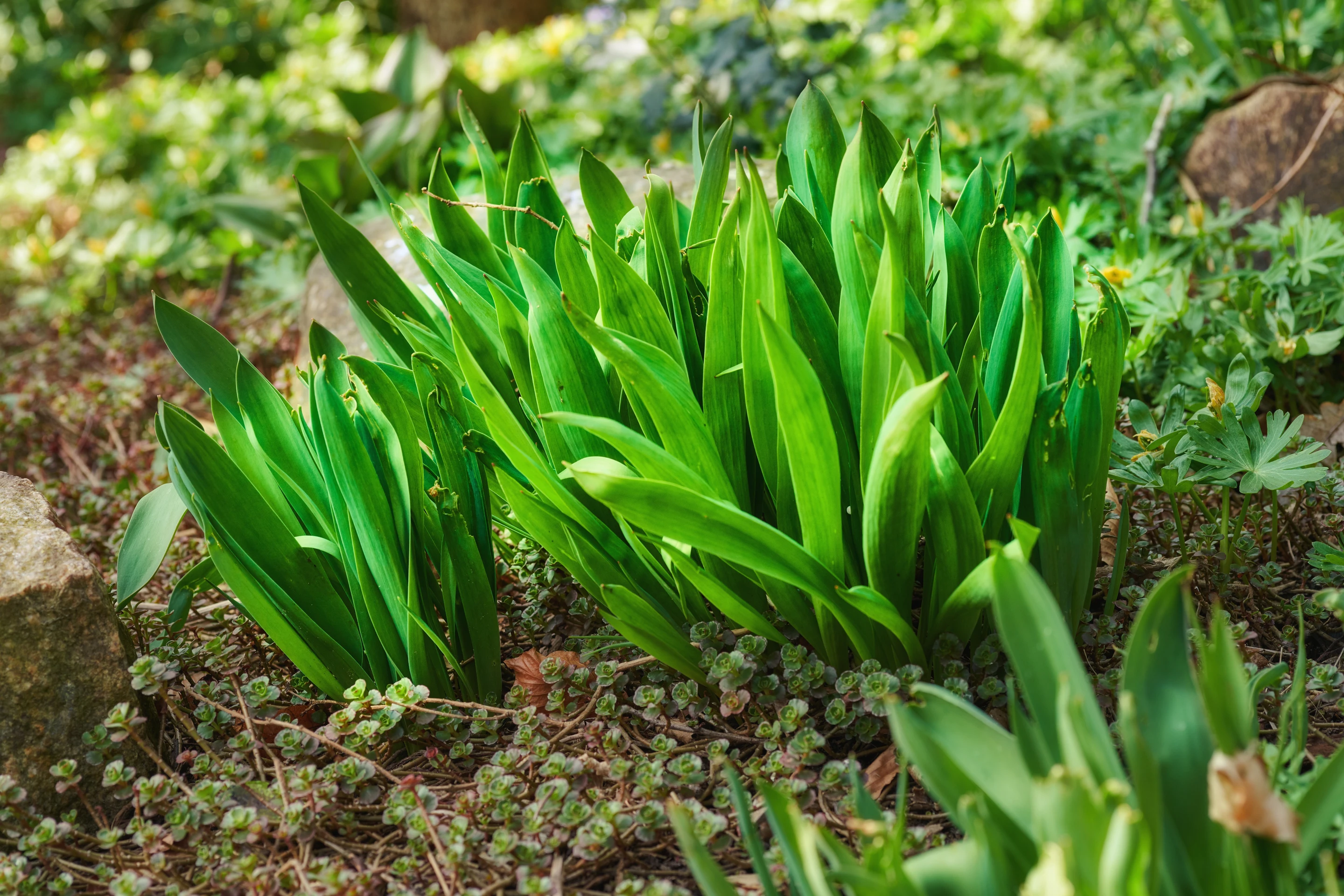 Jesienka obyčajná (colchicum autumnale).