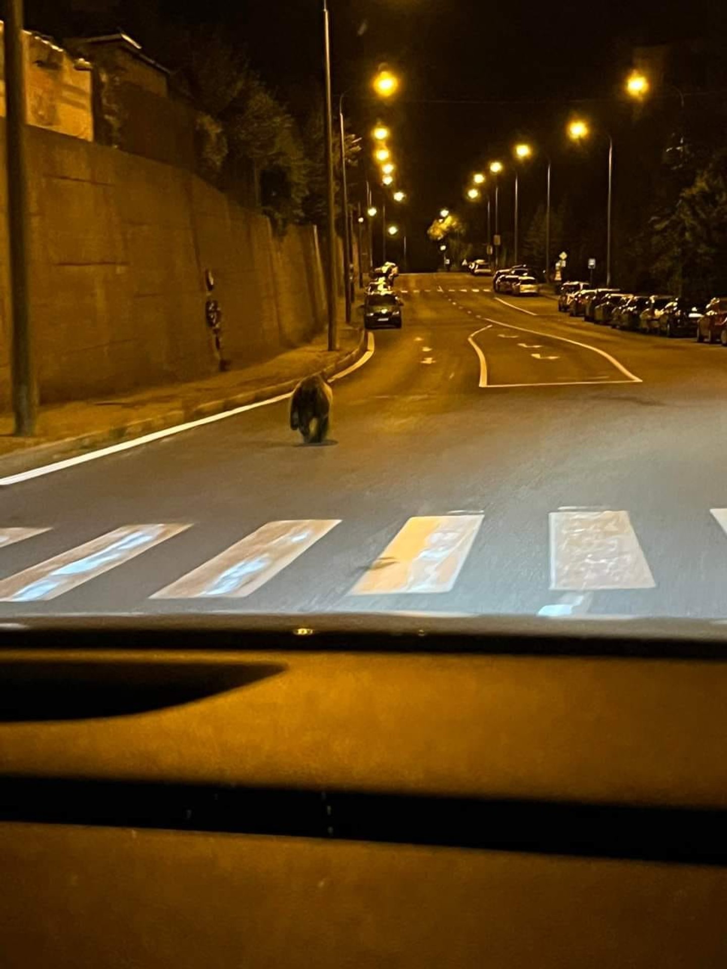 Medveď v Sásovej.