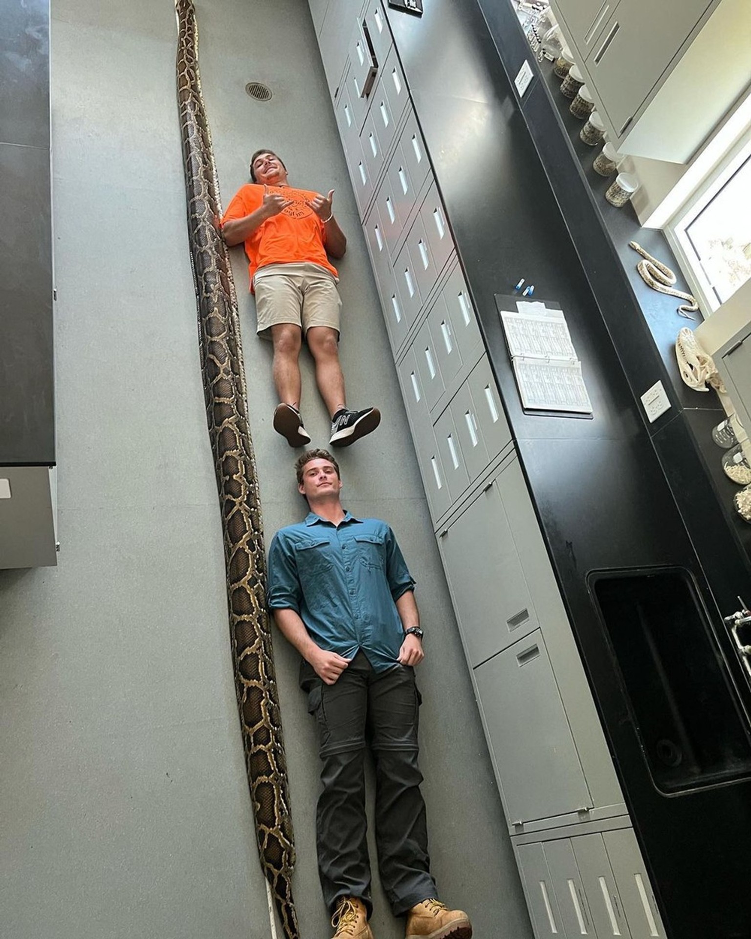 Rekordne dlhý pytón barmský.