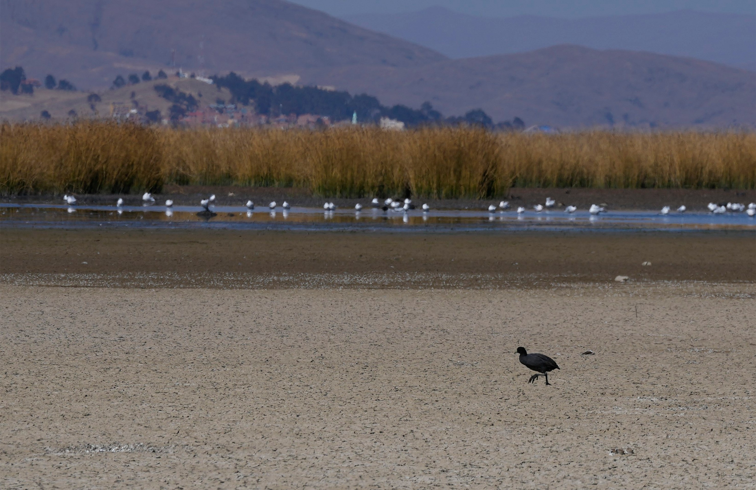 Vták kráča po opustenej časti jazera Titicaca.