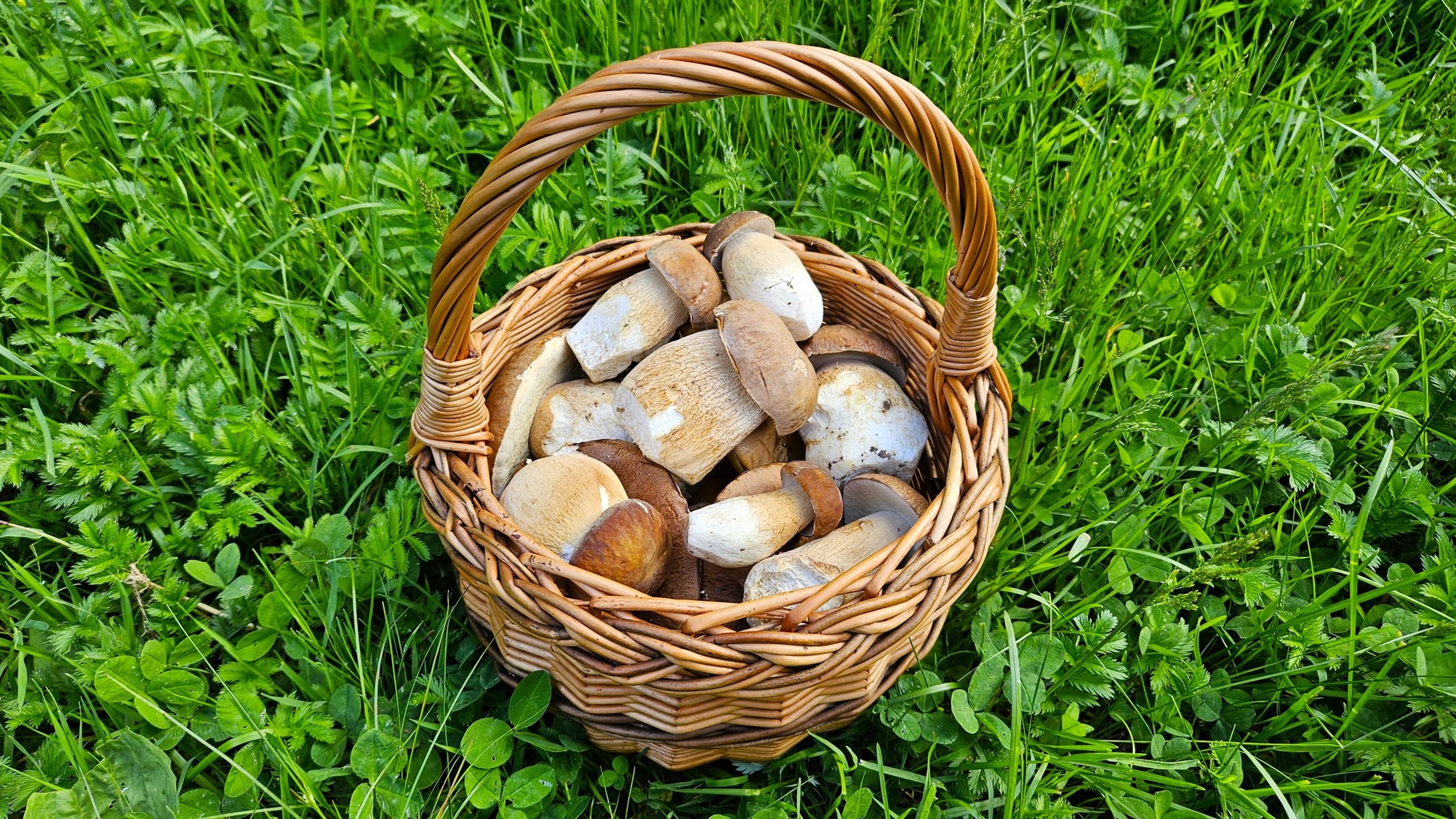 Plný košík z okresu Poltár od Jirka Kožického.