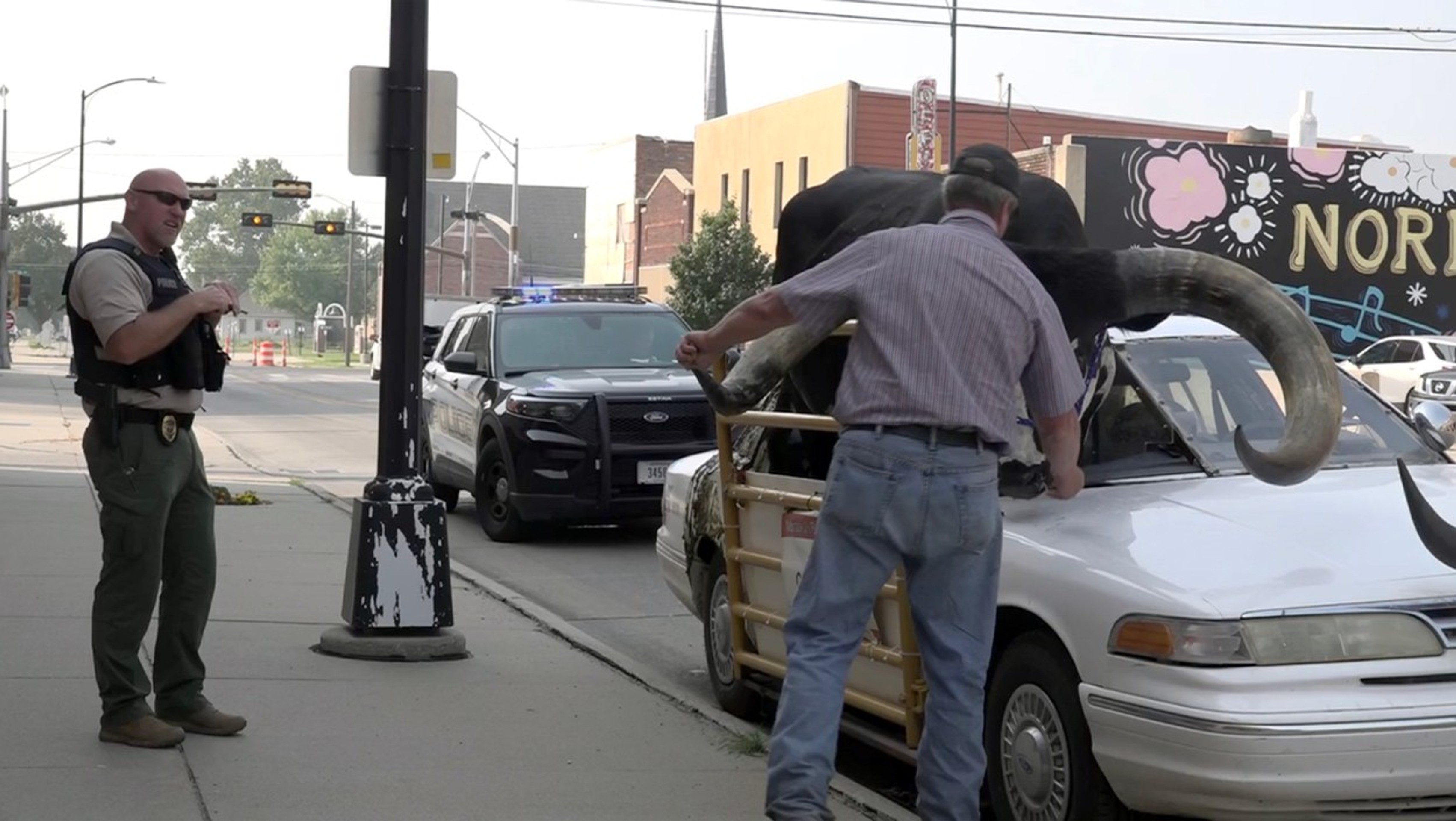 Býk pasažierom v aute.