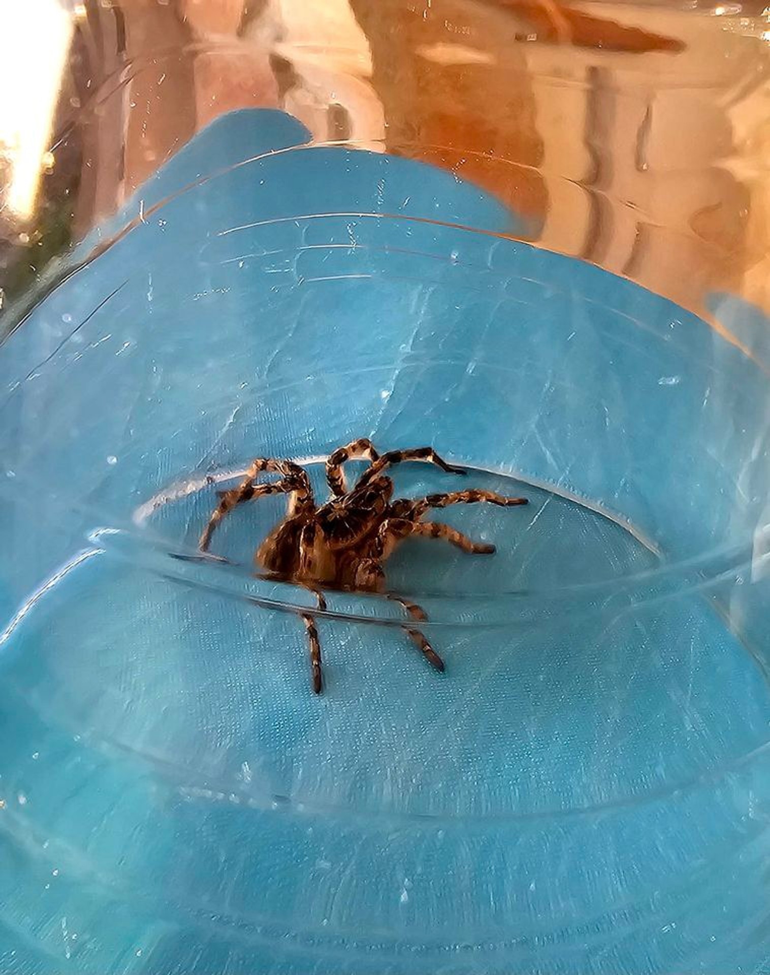 Strehúň škvrnitý