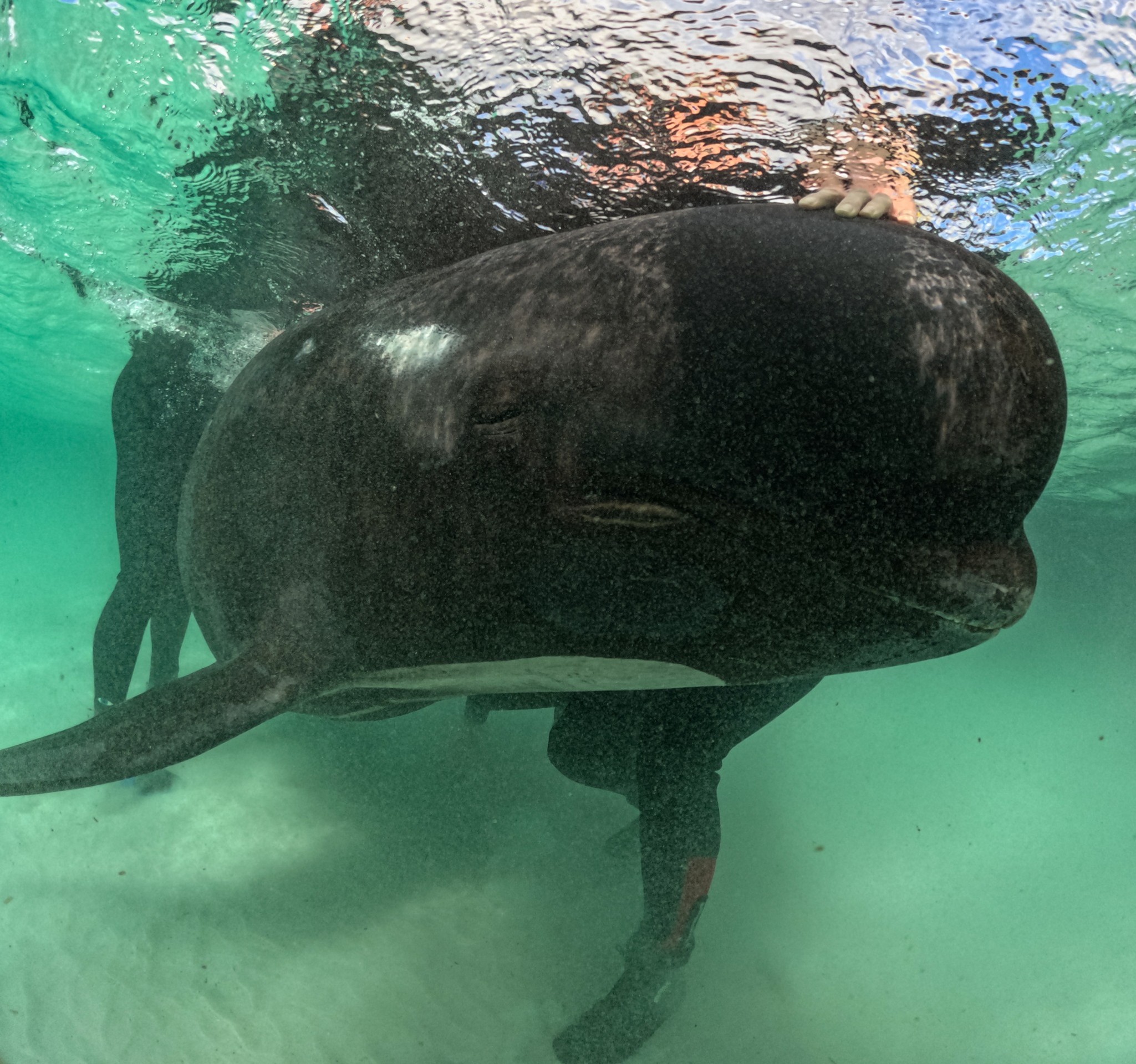 Nešťastie v Austrálii