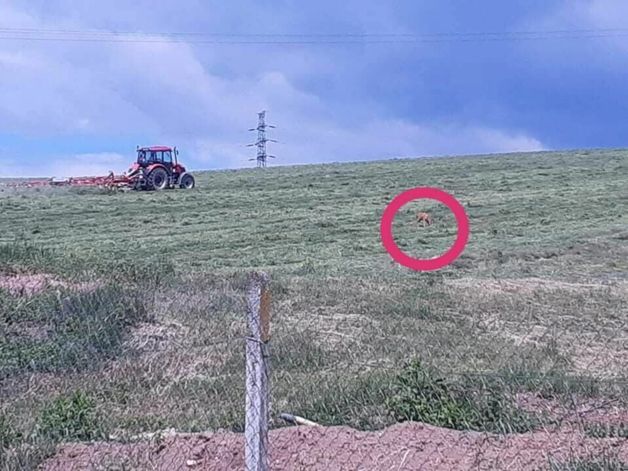 Srnka hľadá svoje mláďa.