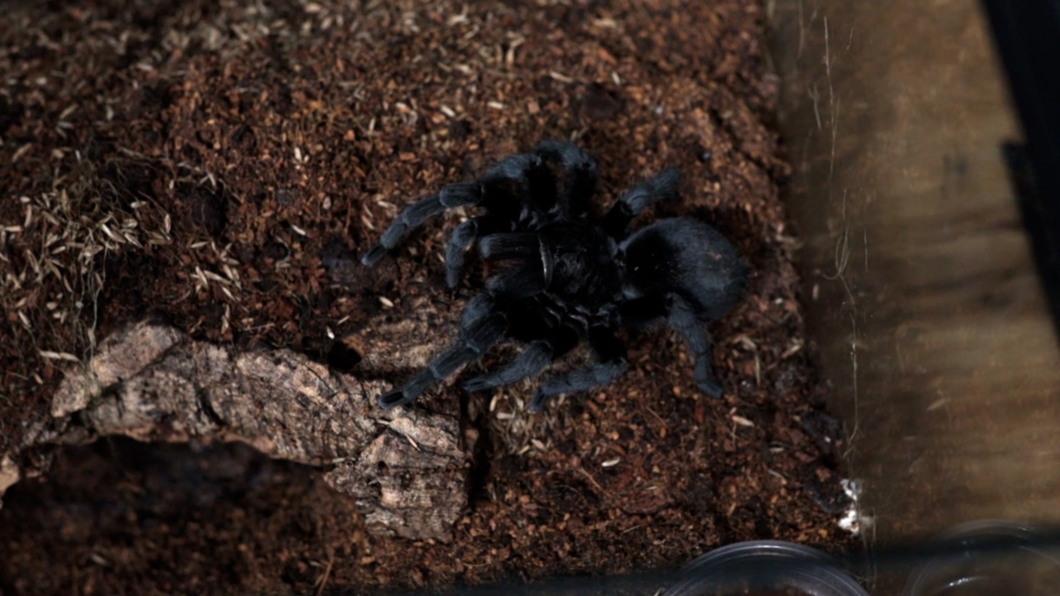 Dominikova zbierka obsahuje asi dvetisíc pavúkov.