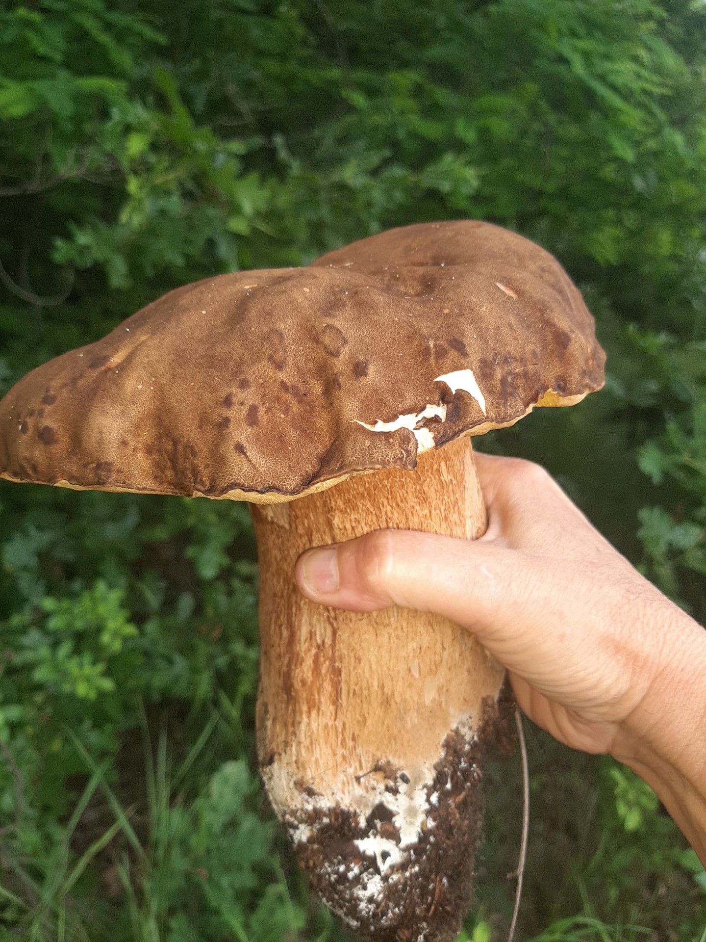 Záhorie je už teraz miestom, kde sa nachádzajú riadne dubáky. Toto sa v Dubovej podarilo Lýdii Hutterovej Kovalčíkovej.