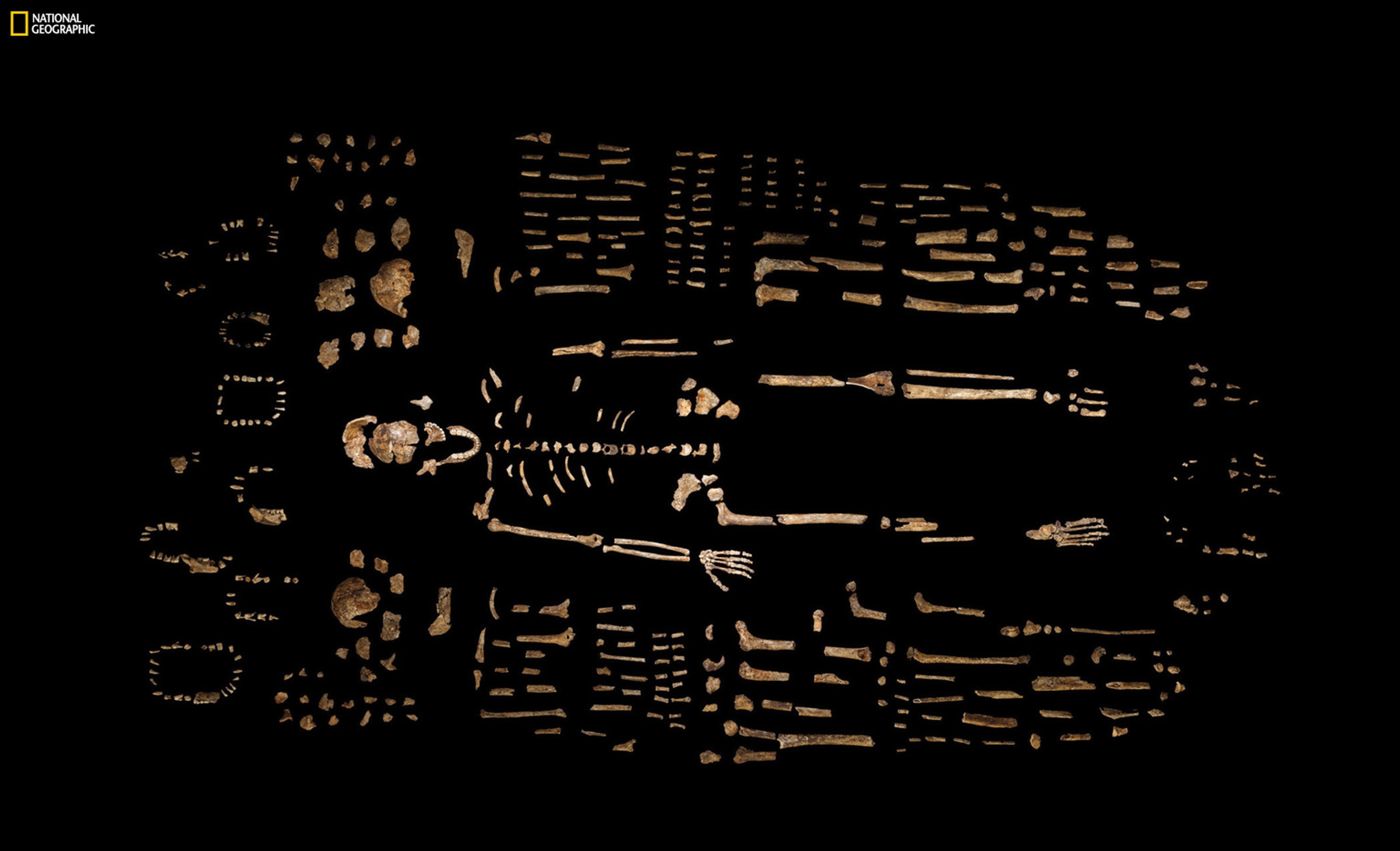 Homo naledi